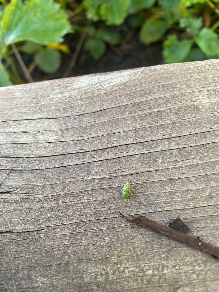 Green Insects Eating Strawberry Leaves #796262 - Ask Extension