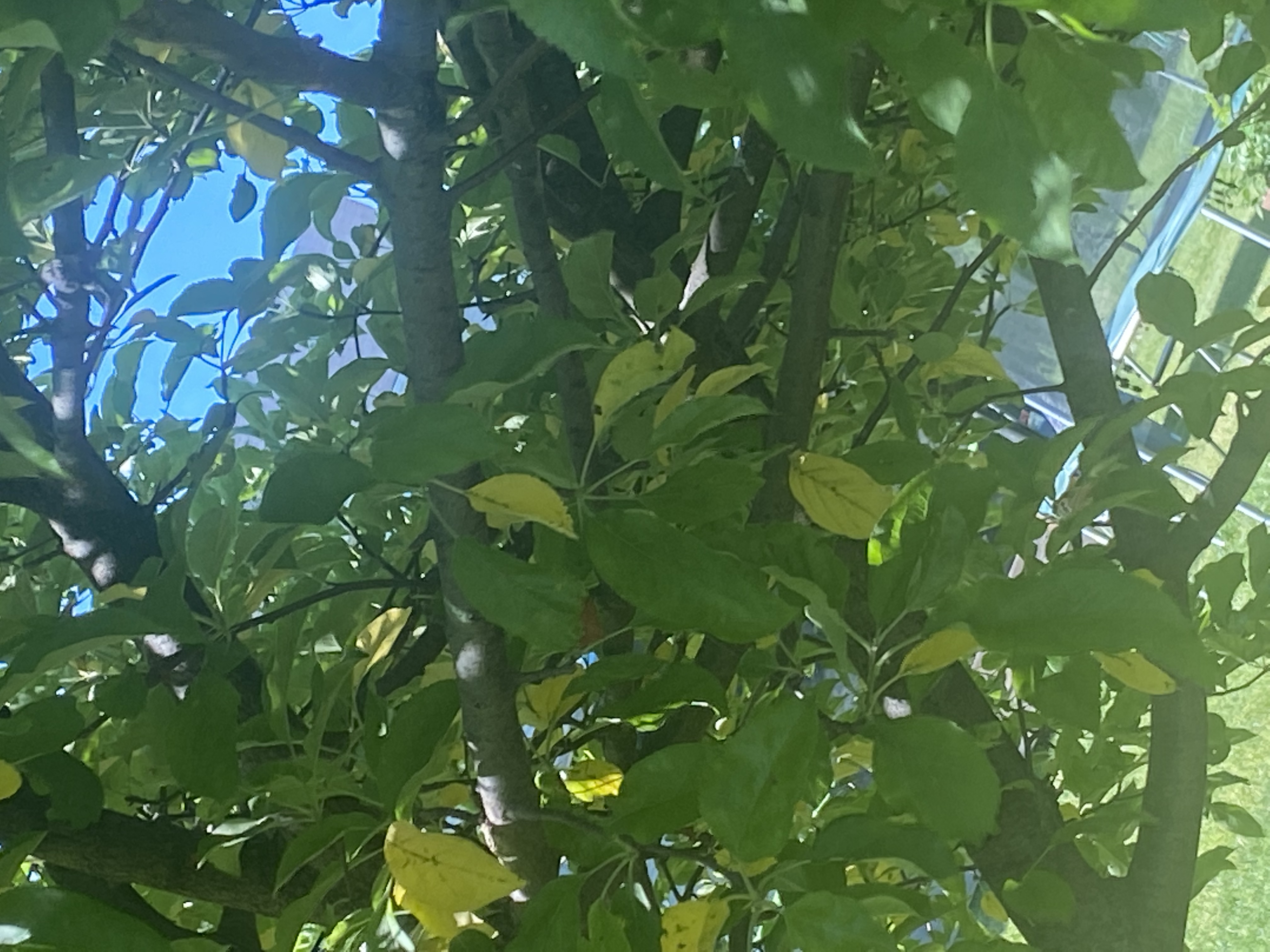 Why Is My Apple Tree Dropping Yellow Leaves