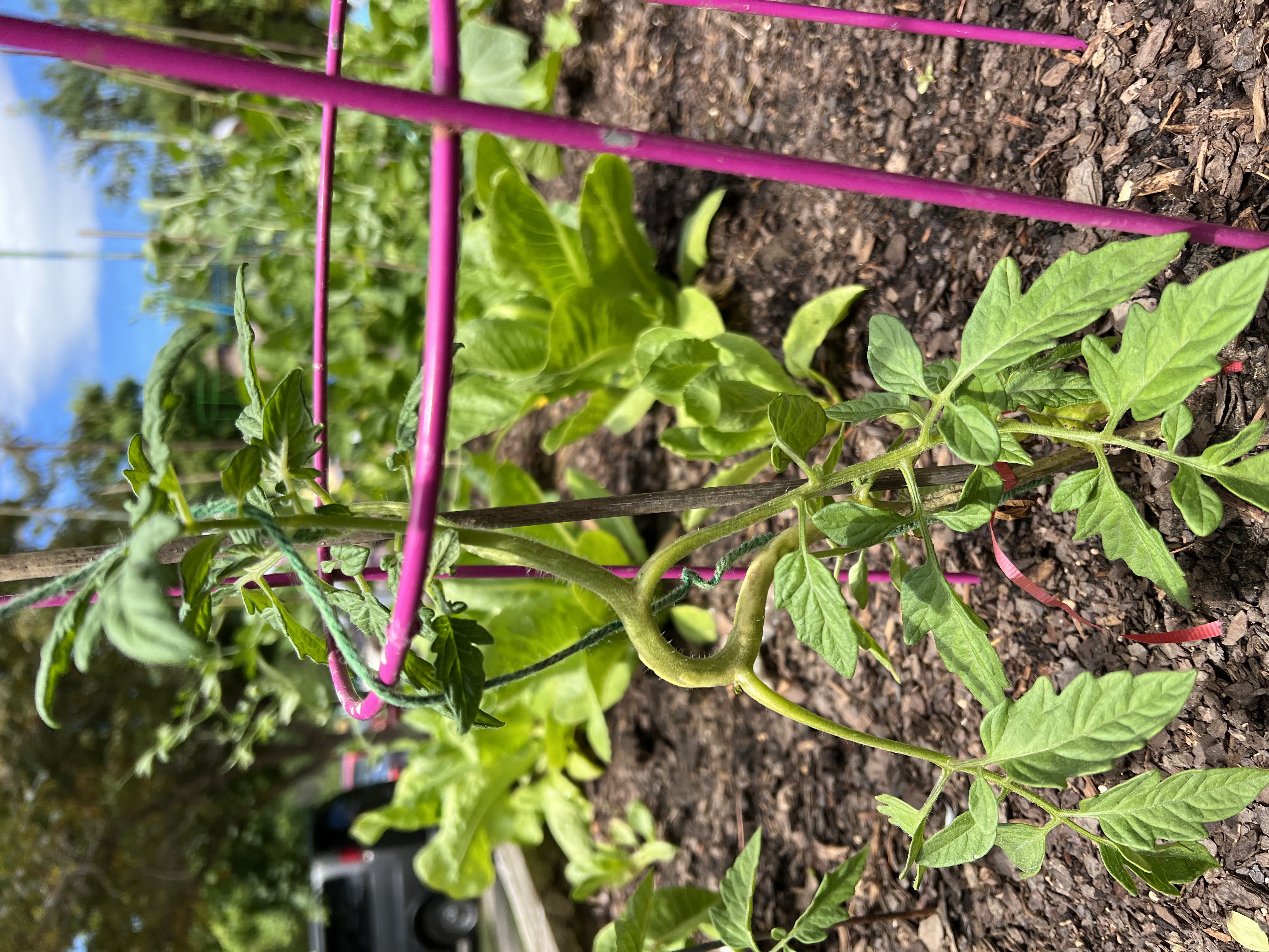 Curling Stems Of Tomato Plants 797207 Ask Extension