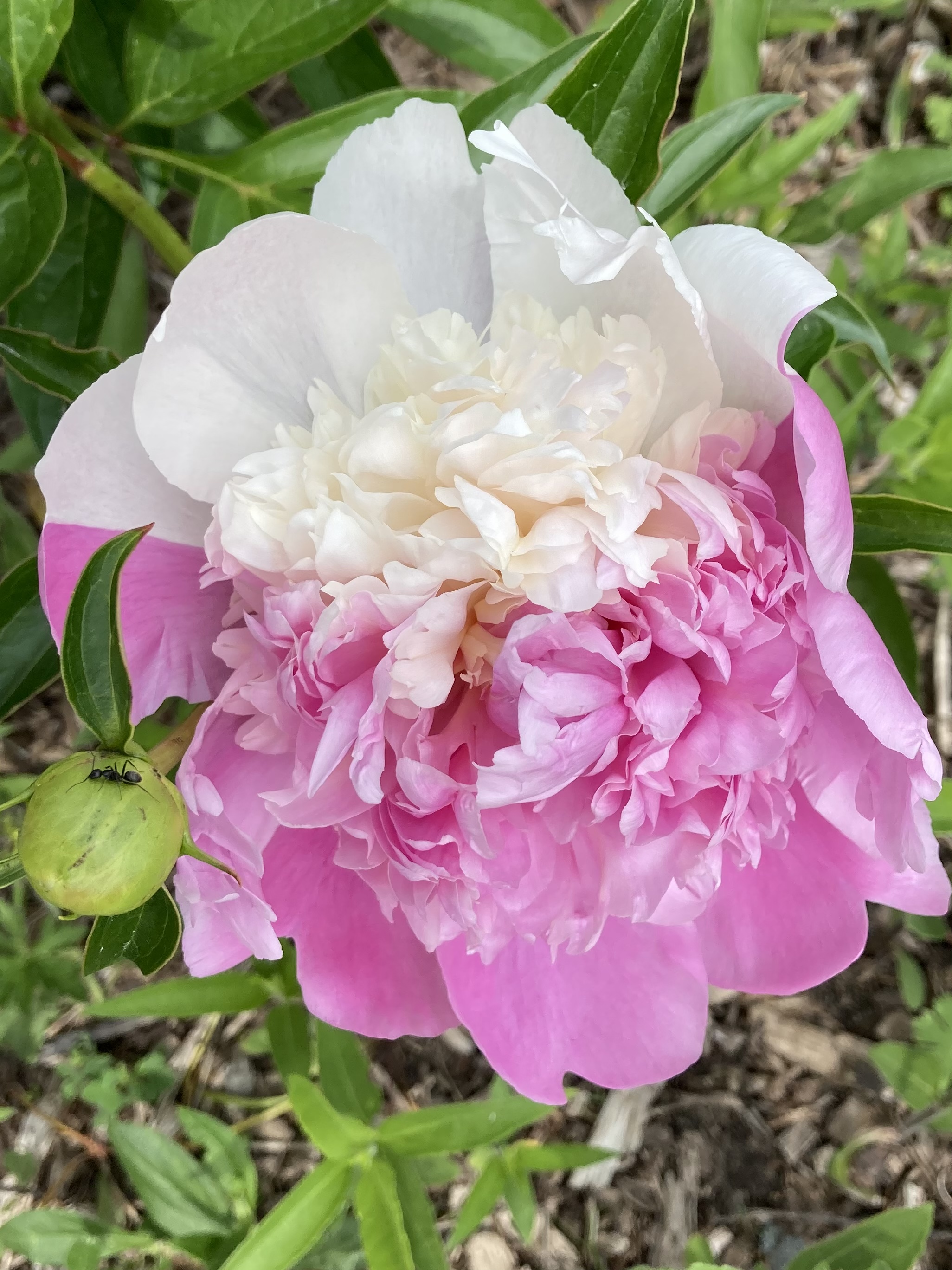 two tone peony #796610 - Ask Extension