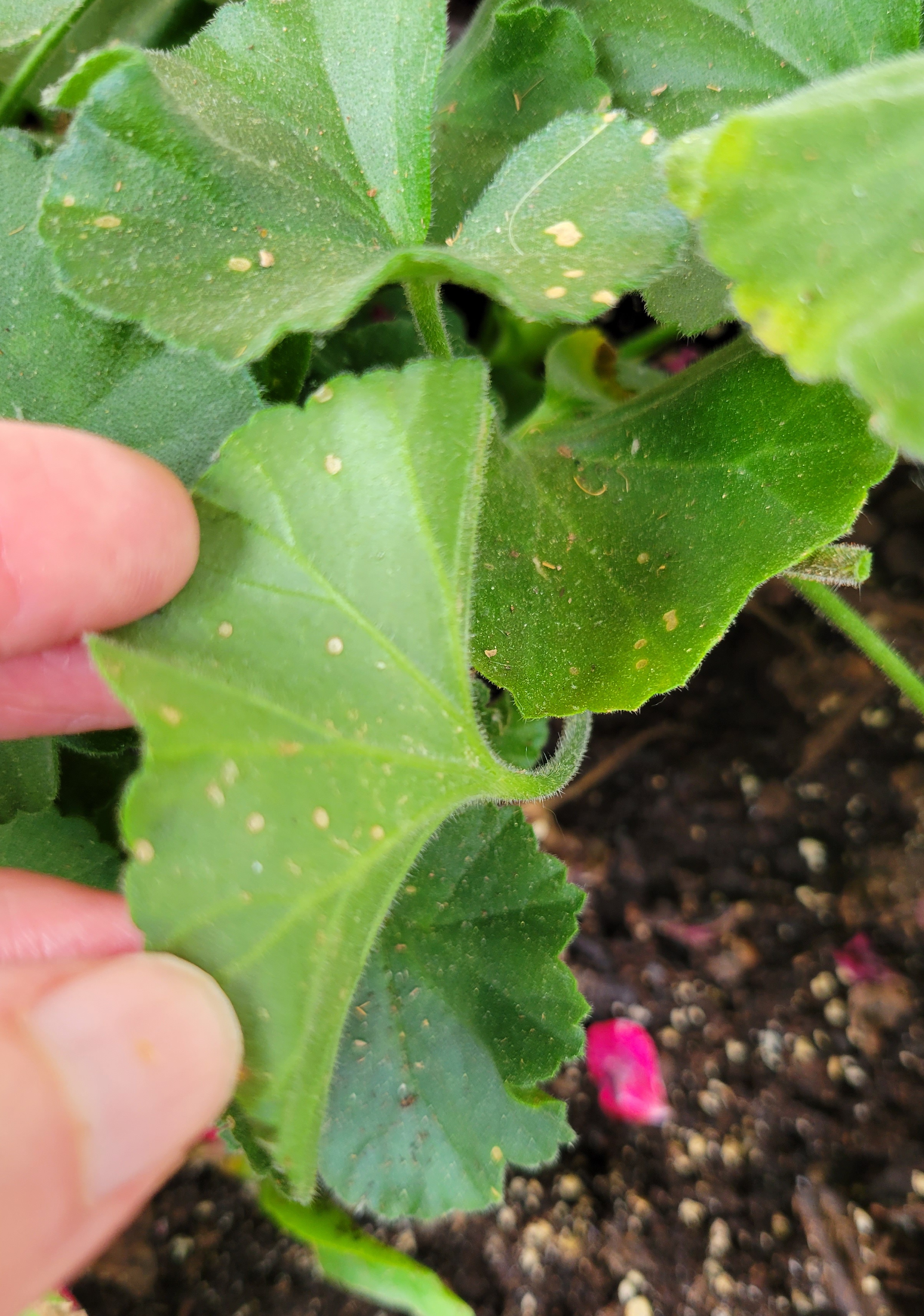 spots-on-geranium-leaves-797519-ask-extension