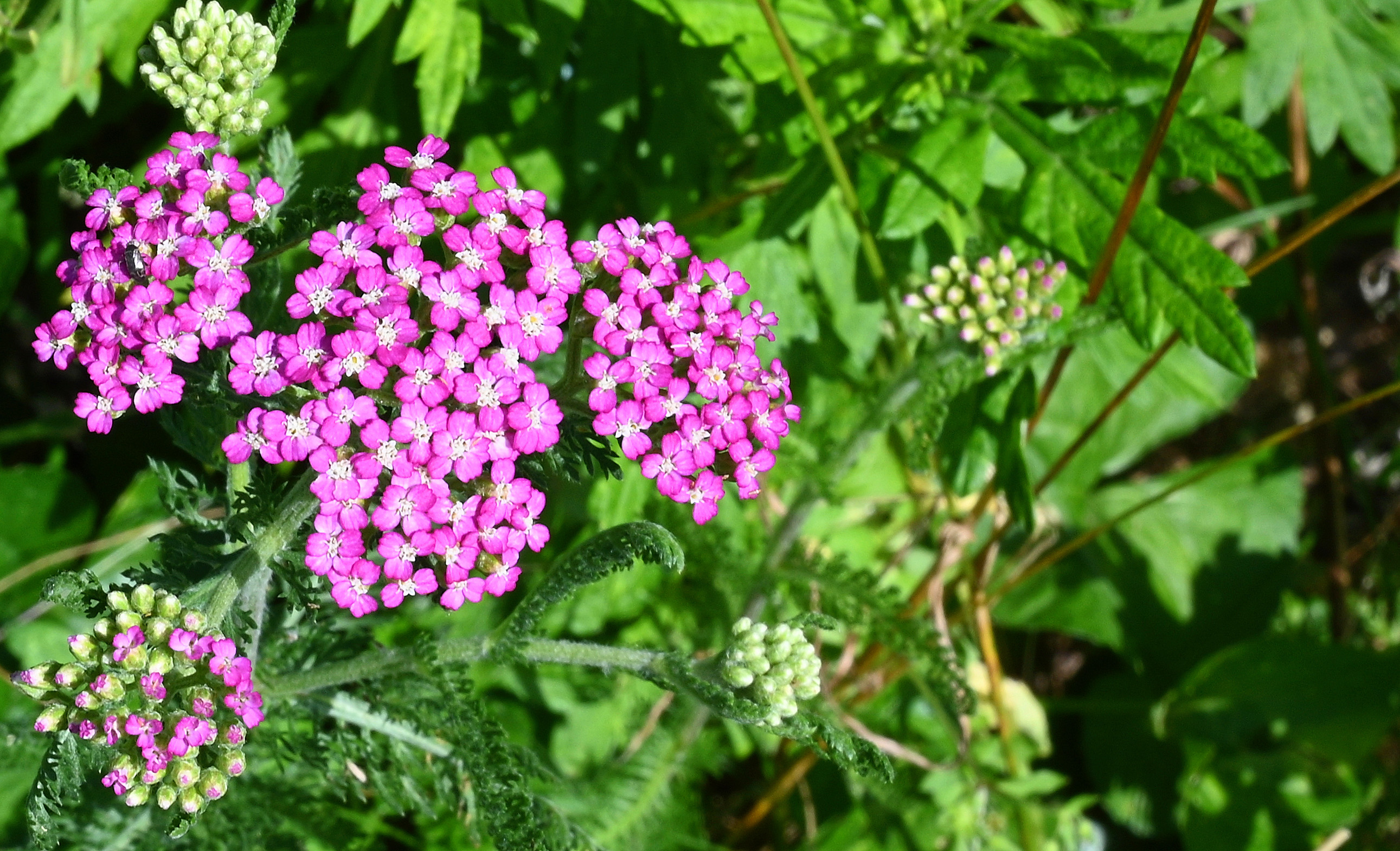 flowering-weed-or-wildflower-797536-ask-extension