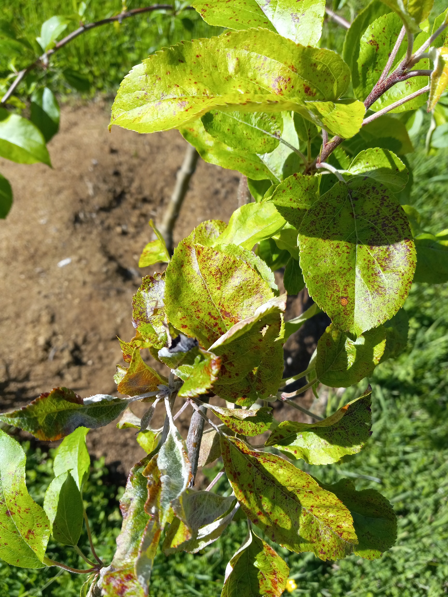 Pink Lady and Honeycrisp apple tree leaf issues #797629 - Ask Extension