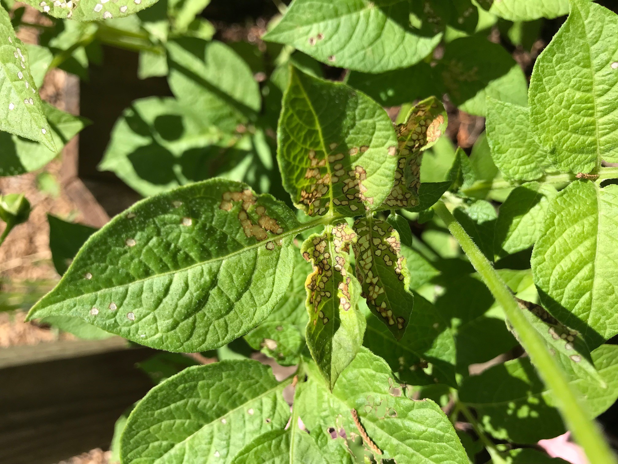 spots-on-potato-leaves-798385-ask-extension