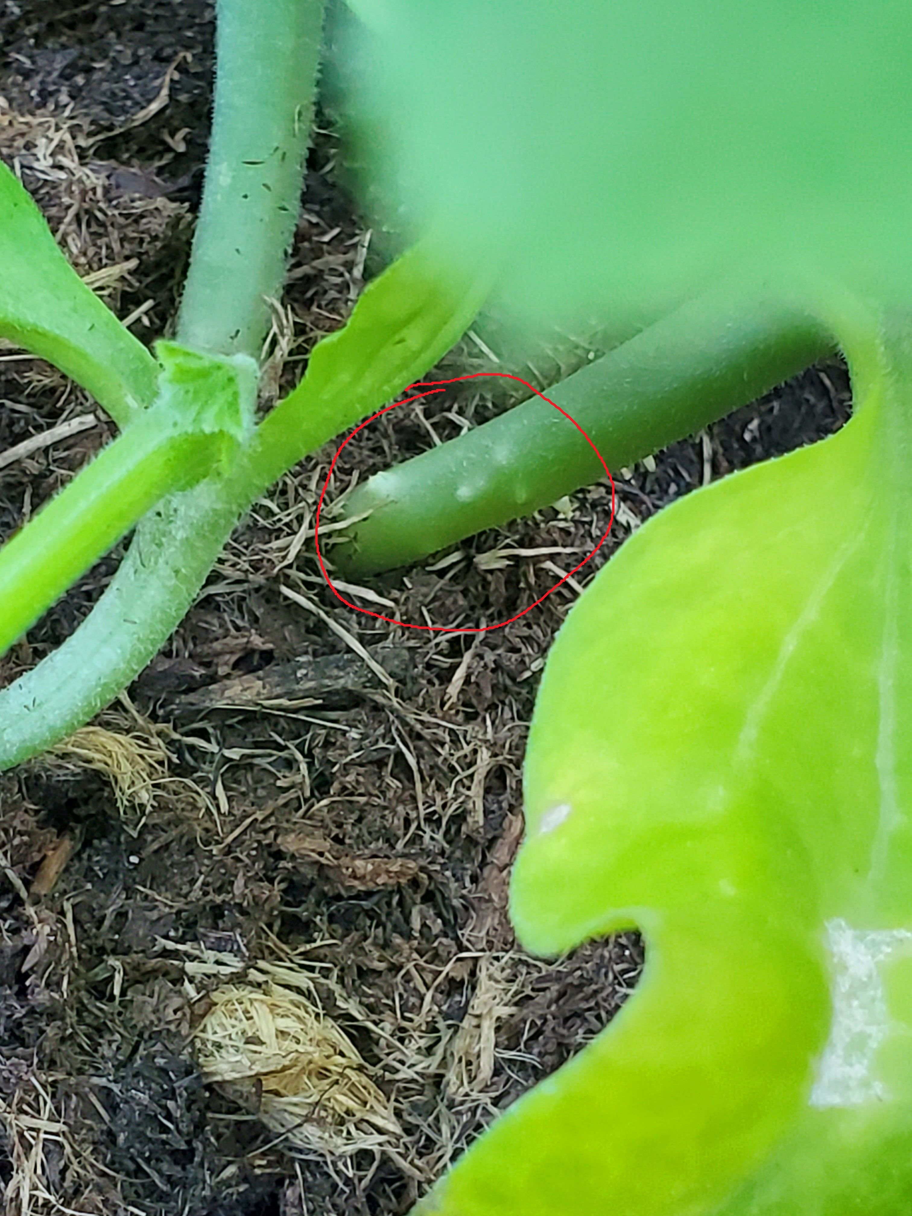 issue-with-black-beauty-zucchini-leaves-turning-yellow-drooping