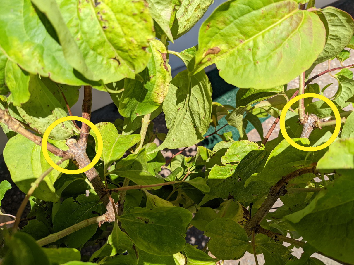 Heptacodium Miconioides (seven-son Flower) Pruning Shaping Question 