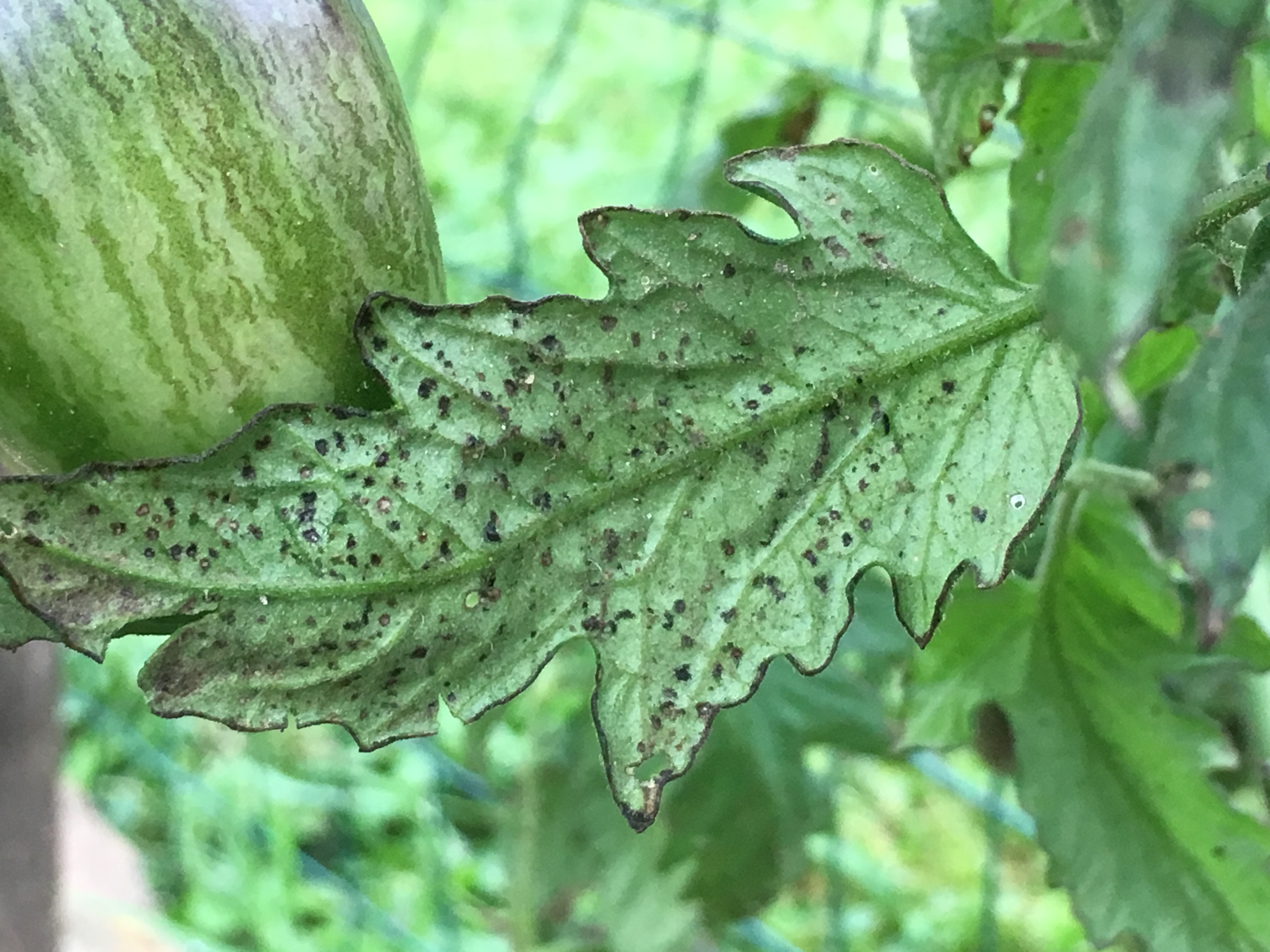 Is this Tomato Disease Blight, Spotted Wilt, or Something Else? #801546 ...