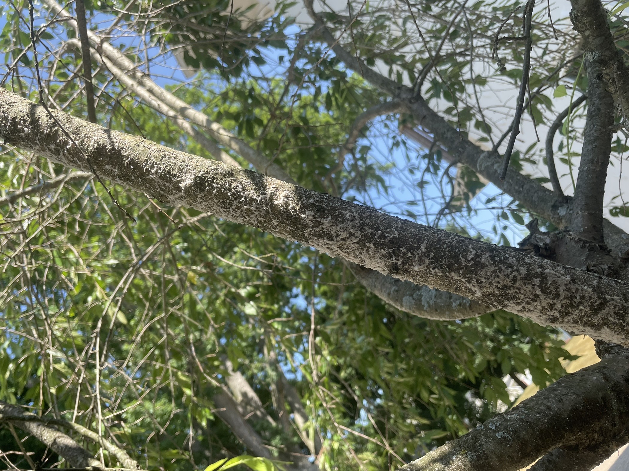 what-is-white-fungus-growing-on-flowering-cherry-tree-should-i-be