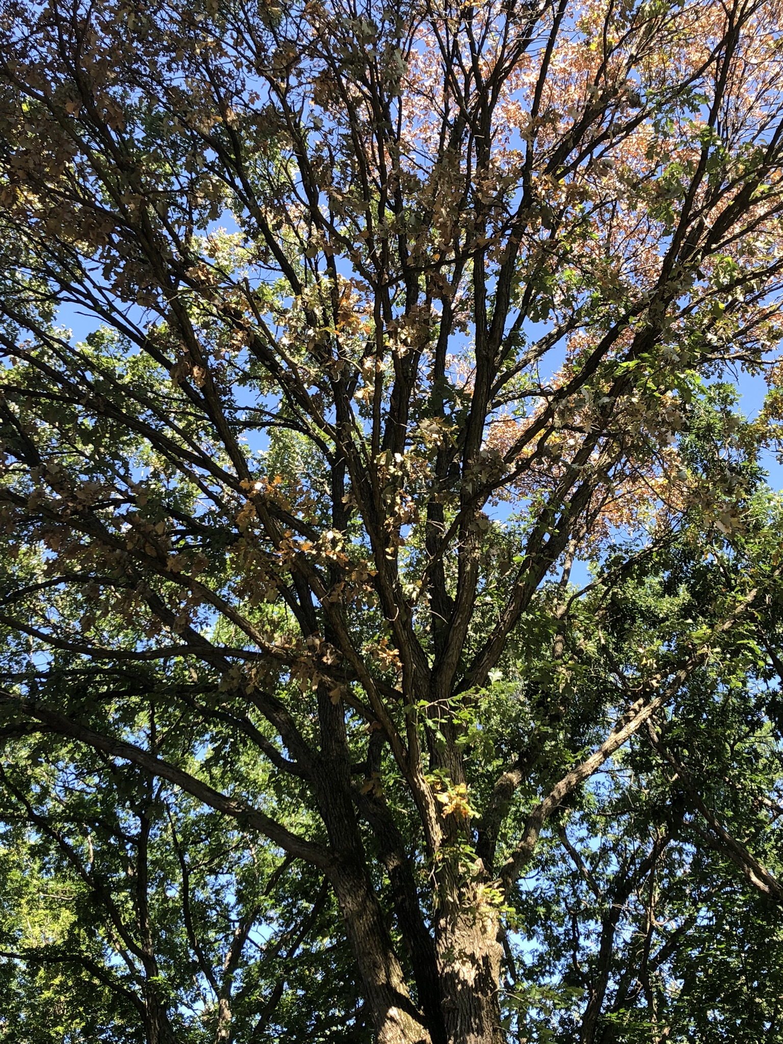 oak-tree-dropping-leaves-in-july-802717-ask-extension