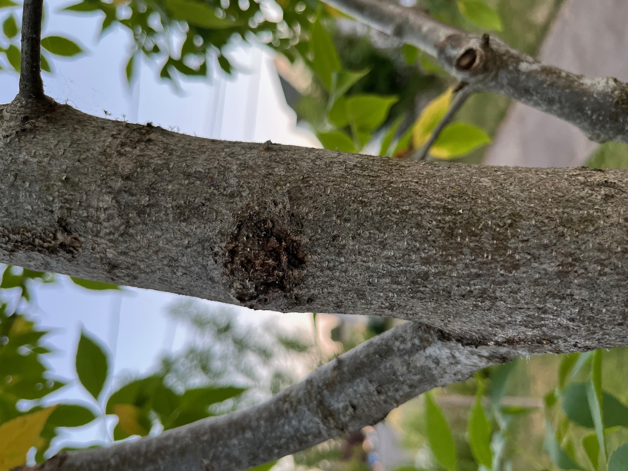 Is Ash Trees Good For Burning