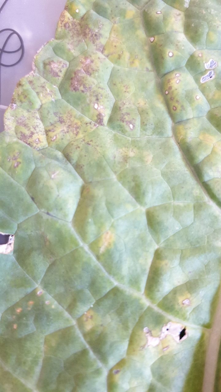 Kale has black spots #802826 - Ask Extension