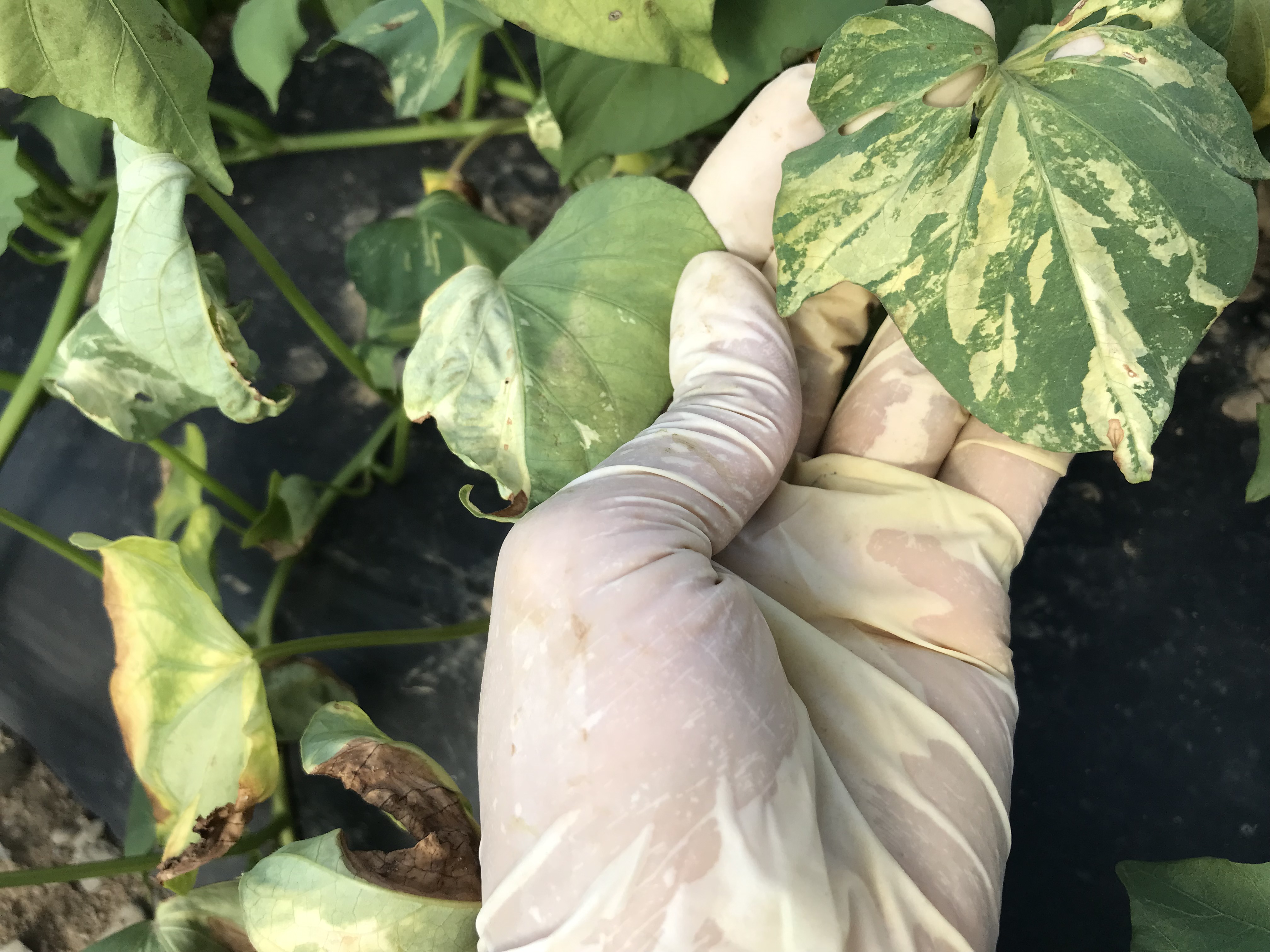 regarding-sweet-potato-foliar-disease-802718-ask-extension