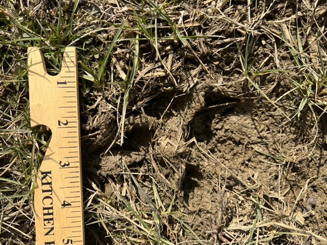 Paw Print Identification #781130 - Ask Extension