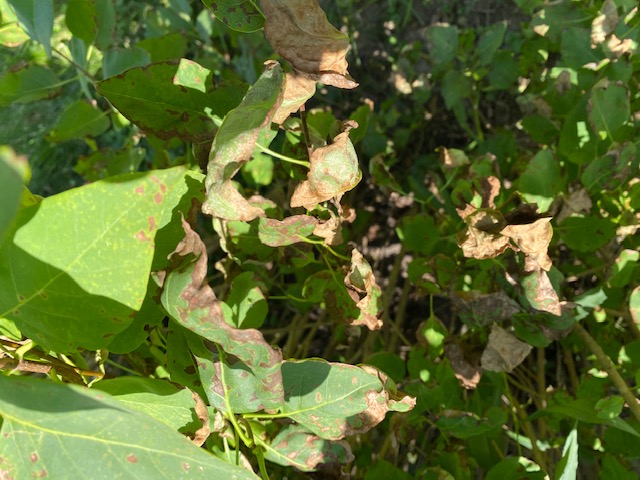 Lilac Bush Black and Dying Leaves #804156 - Ask Extension