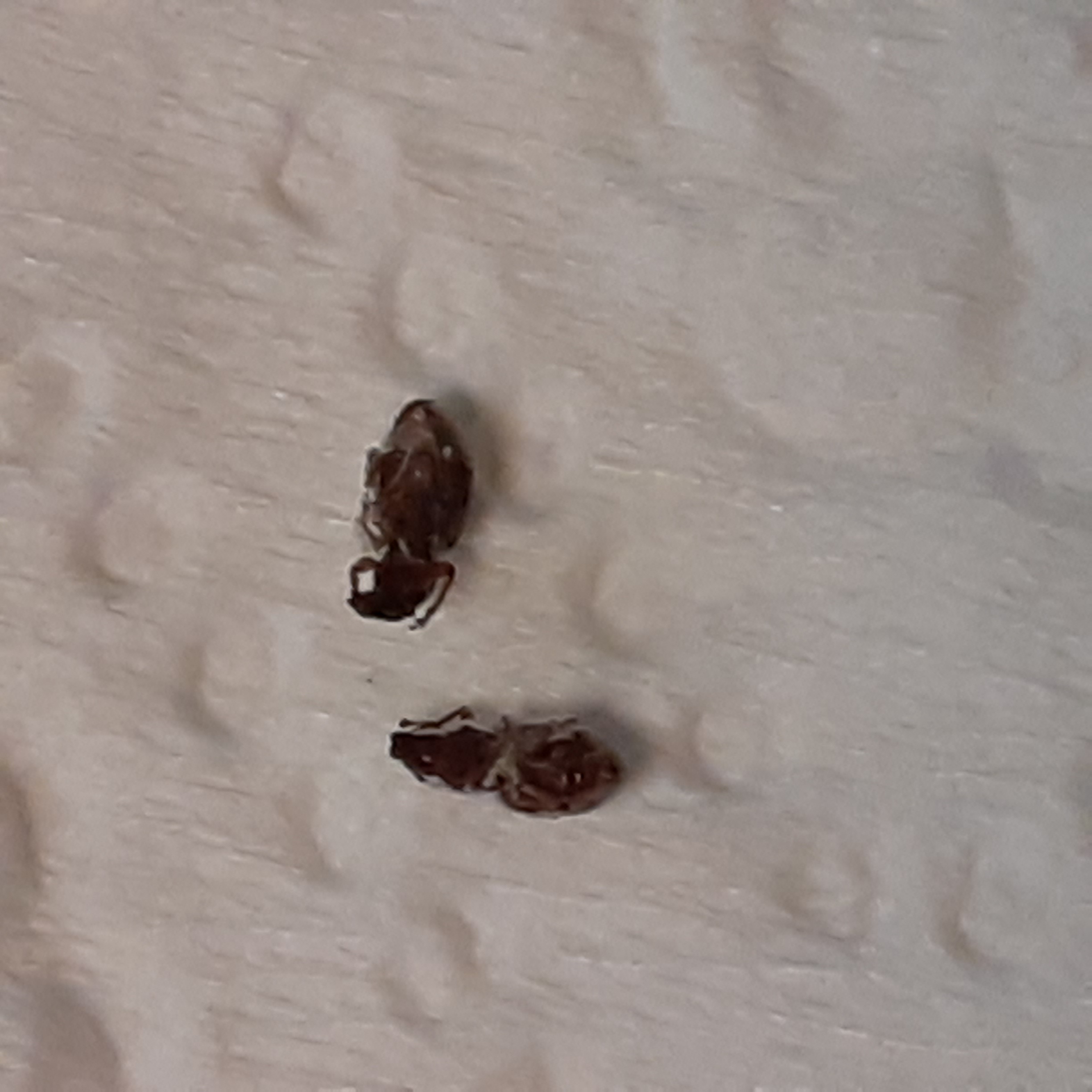 What kind of bugs are these? #804401 - Ask Extension