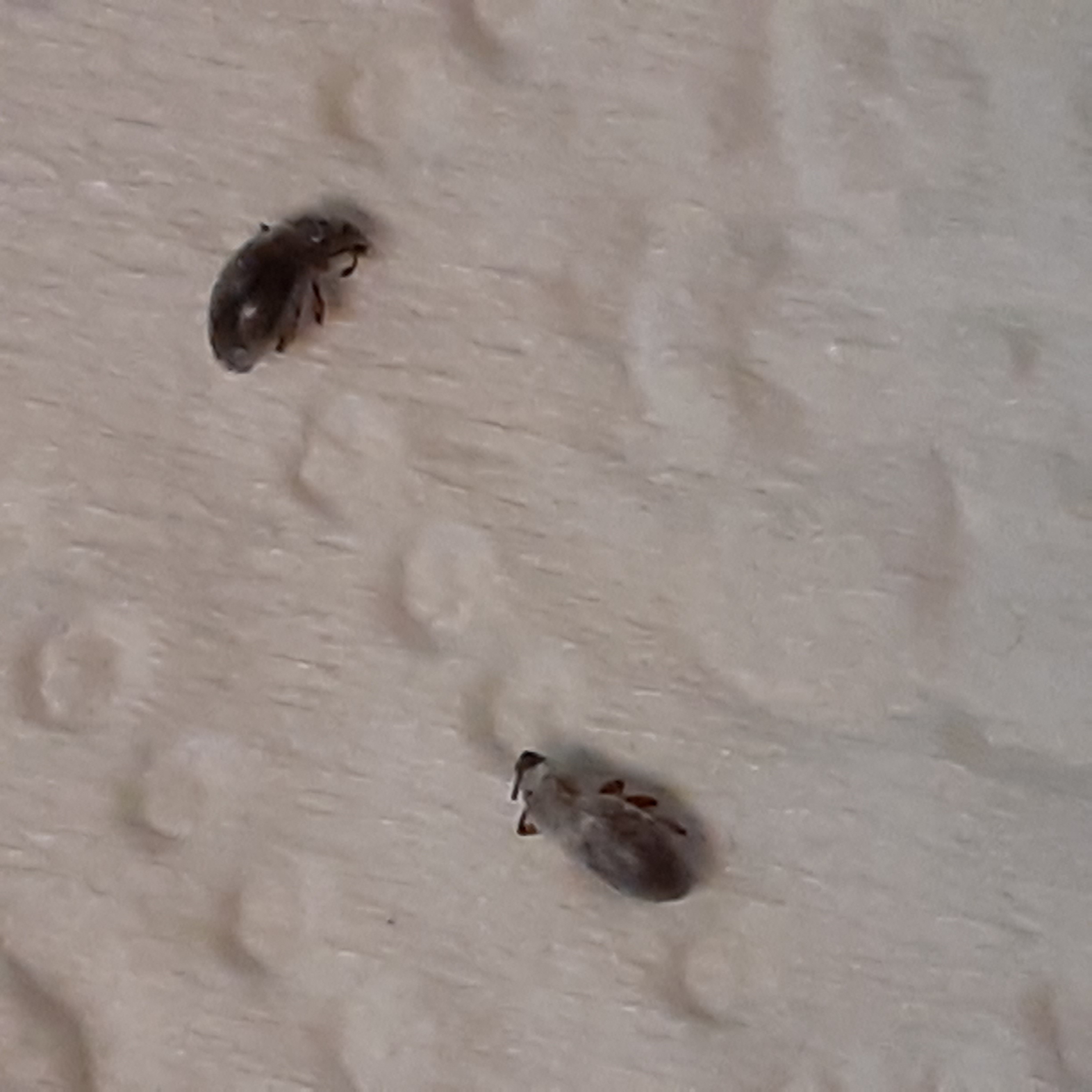 common-household-bugs-in-houston