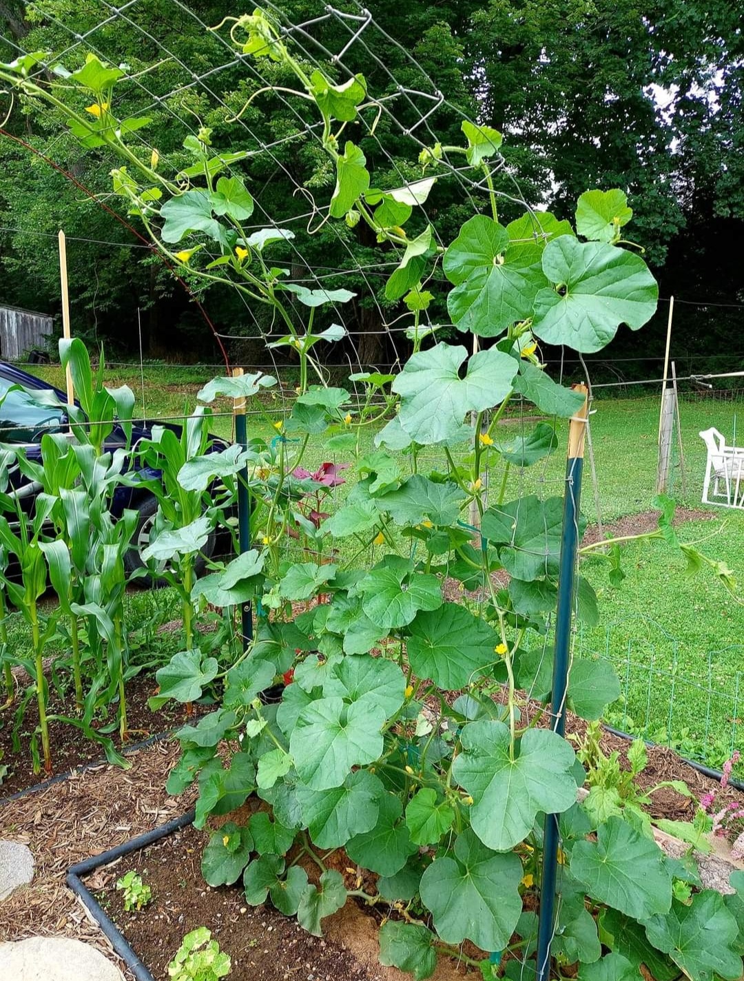 Cantaloupe fusarium wilt diagnosis #805513 - Ask Extension