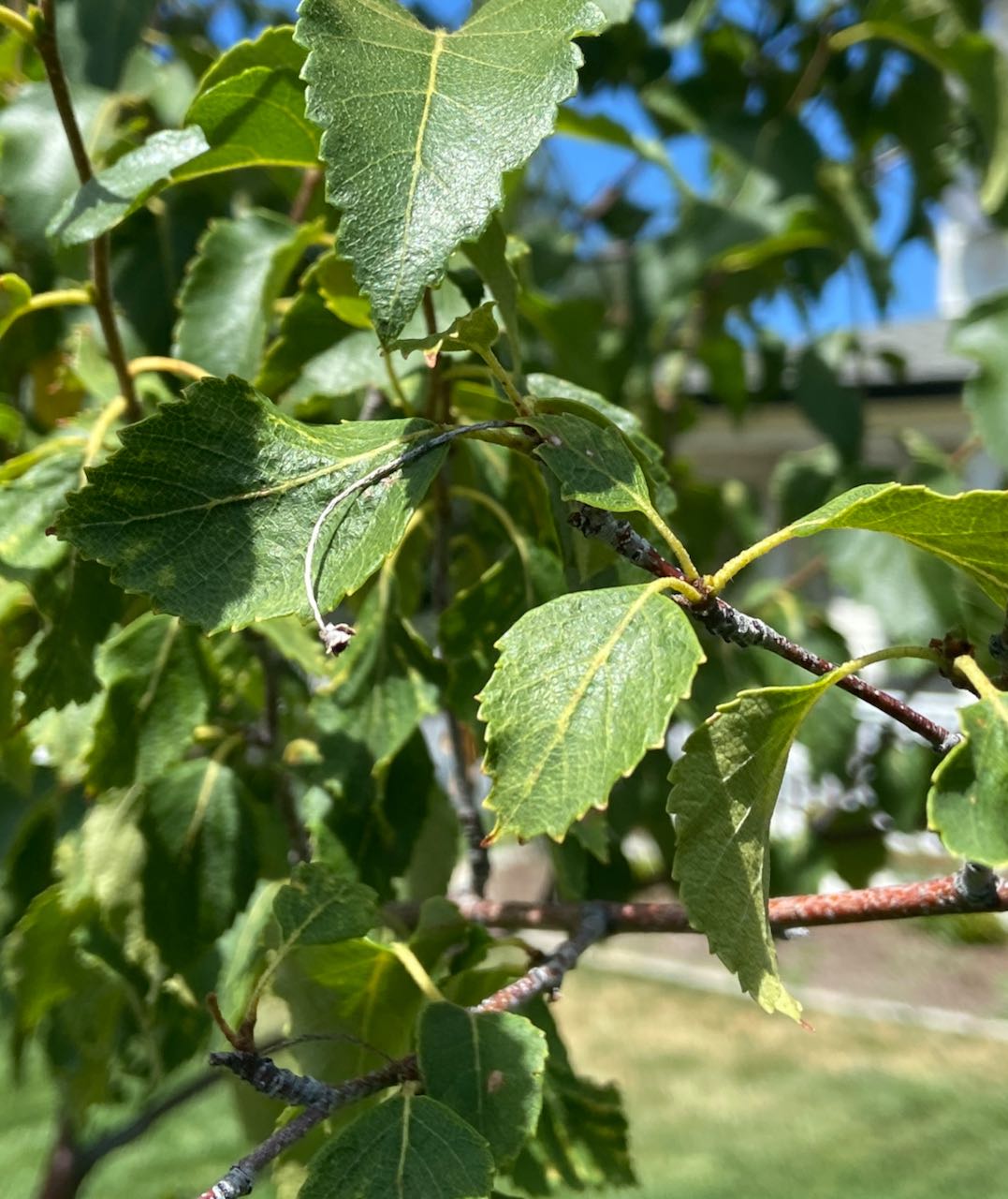 sick Birch trees? #805660 - Ask Extension