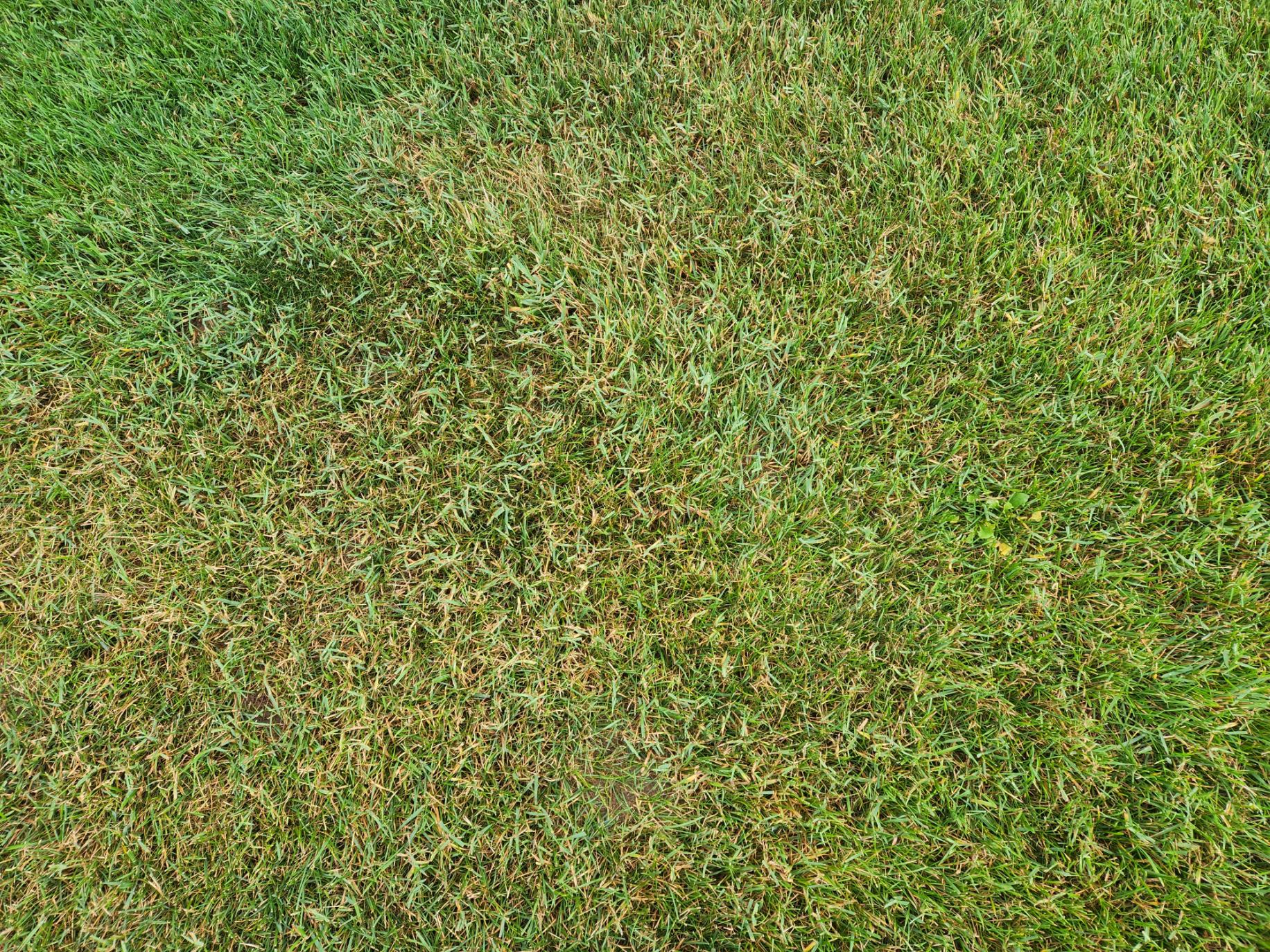 What kind of weedy grass is this? #806118 - Ask Extension