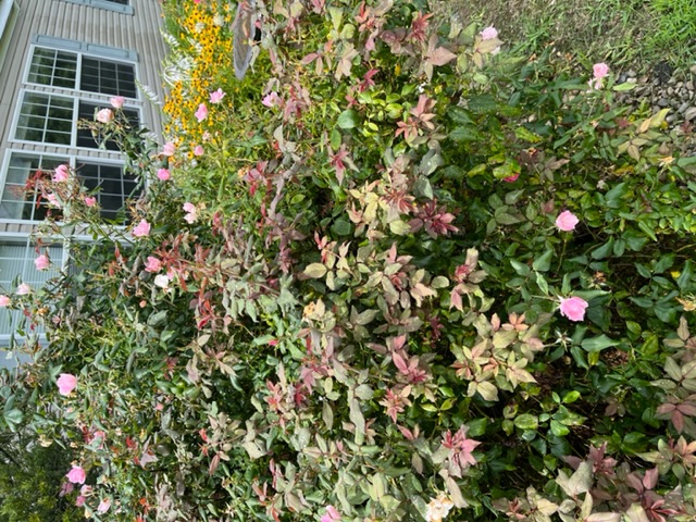rose bush - half healthy and half very unhealthy #807361 - Ask Extension
