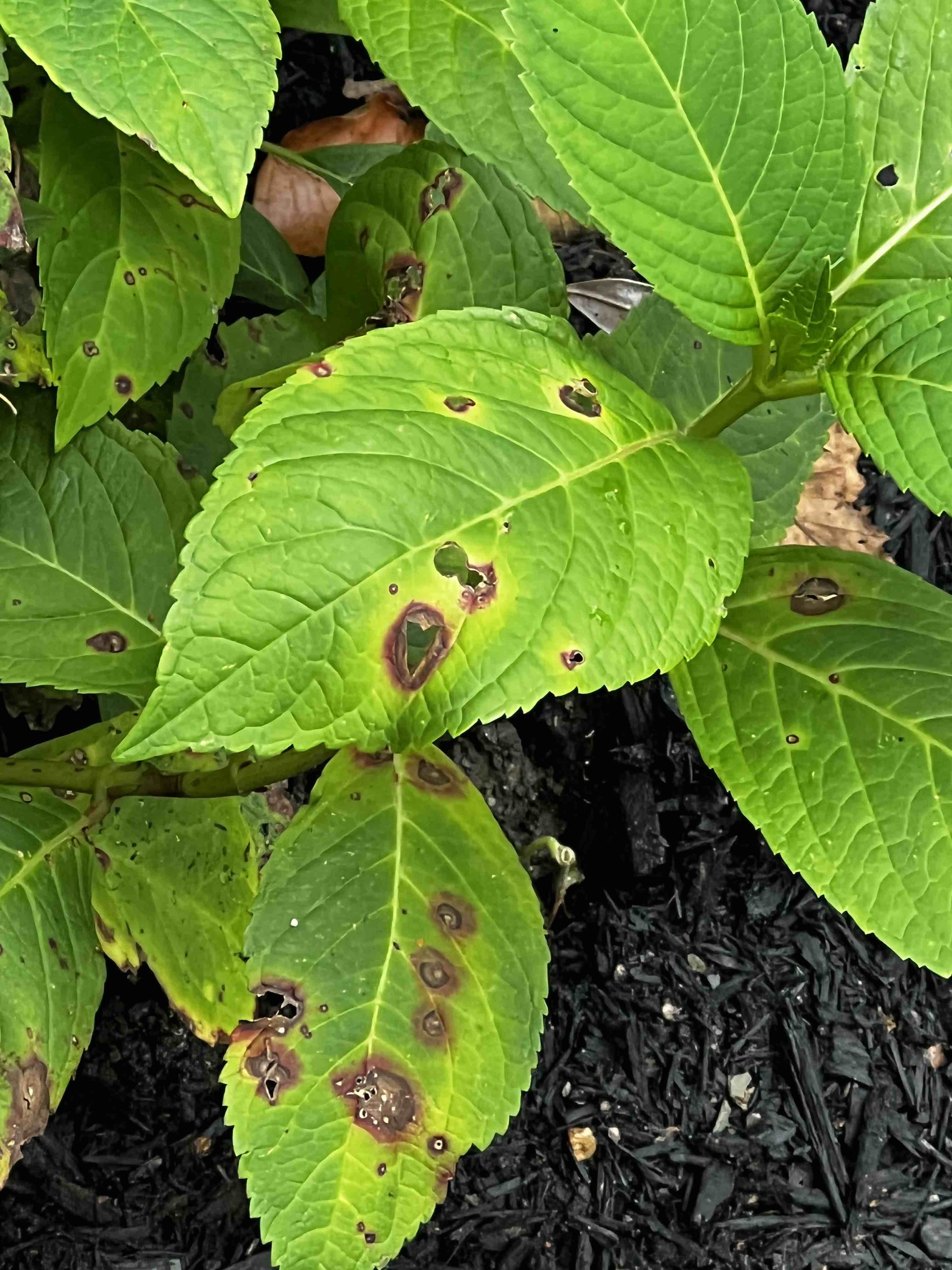 Hydrangea Brown Spots #807560 - Ask Extension