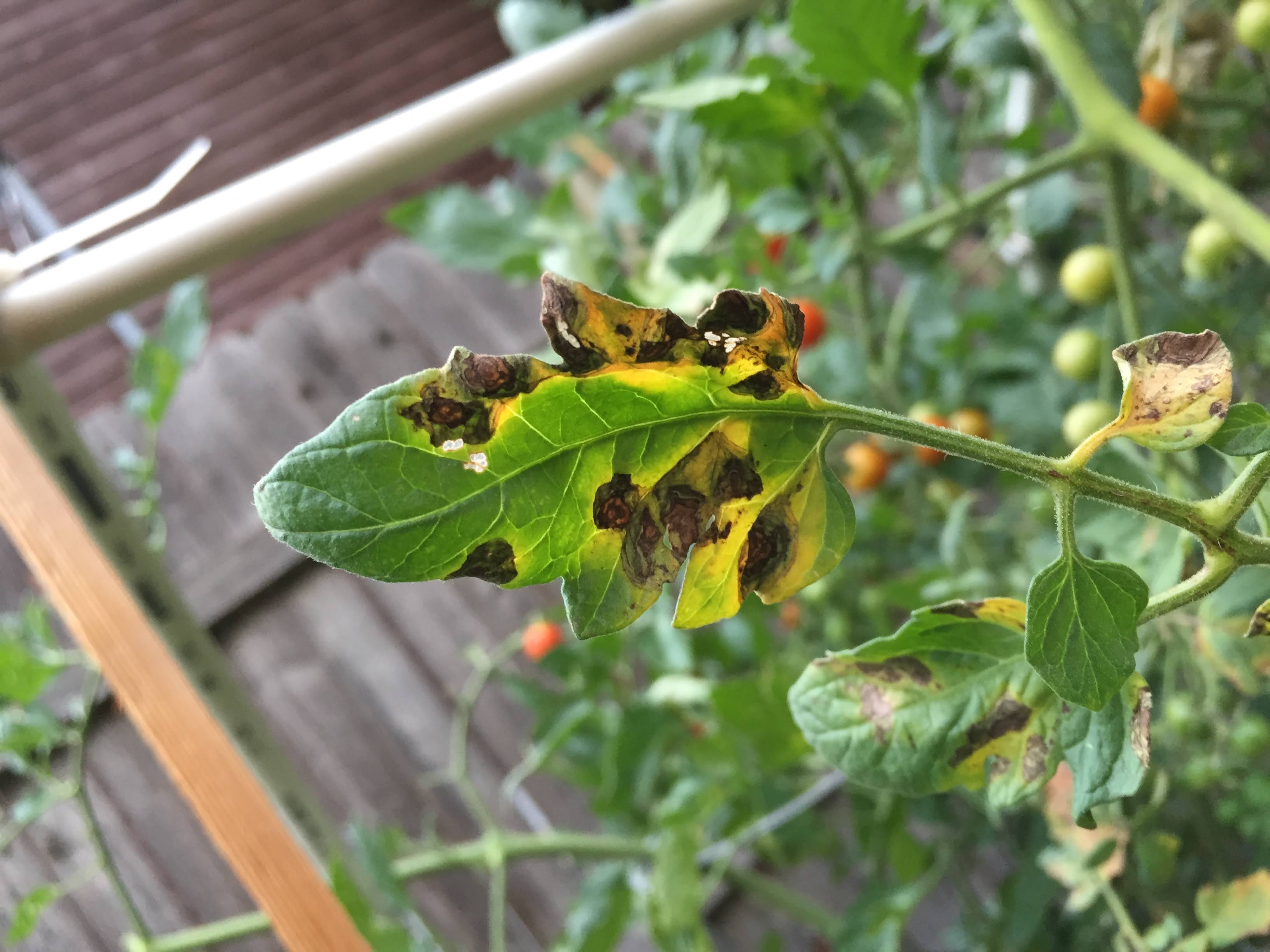 Tomato blight or something else? #807383 - Ask Extension