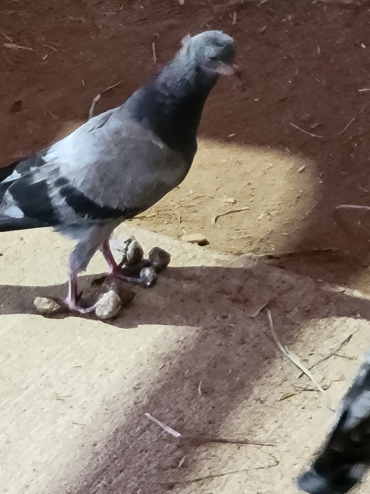 Pigeon with deformed toes #808259 - Ask Extension