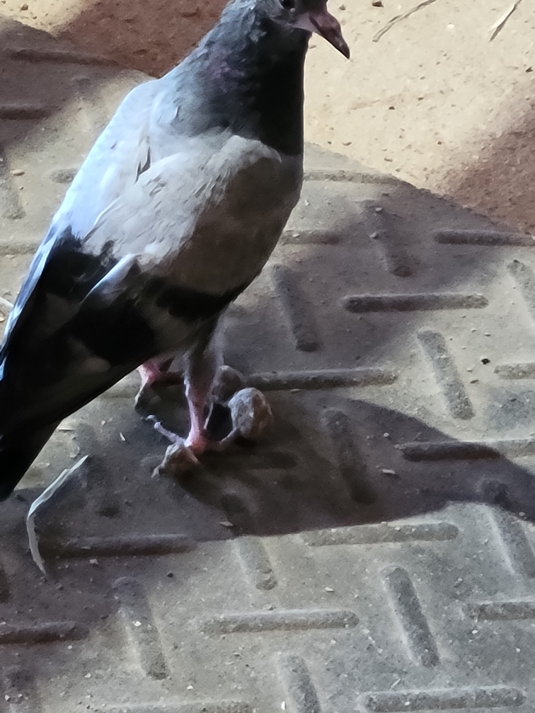 Pigeon with deformed toes #808259 - Ask Extension