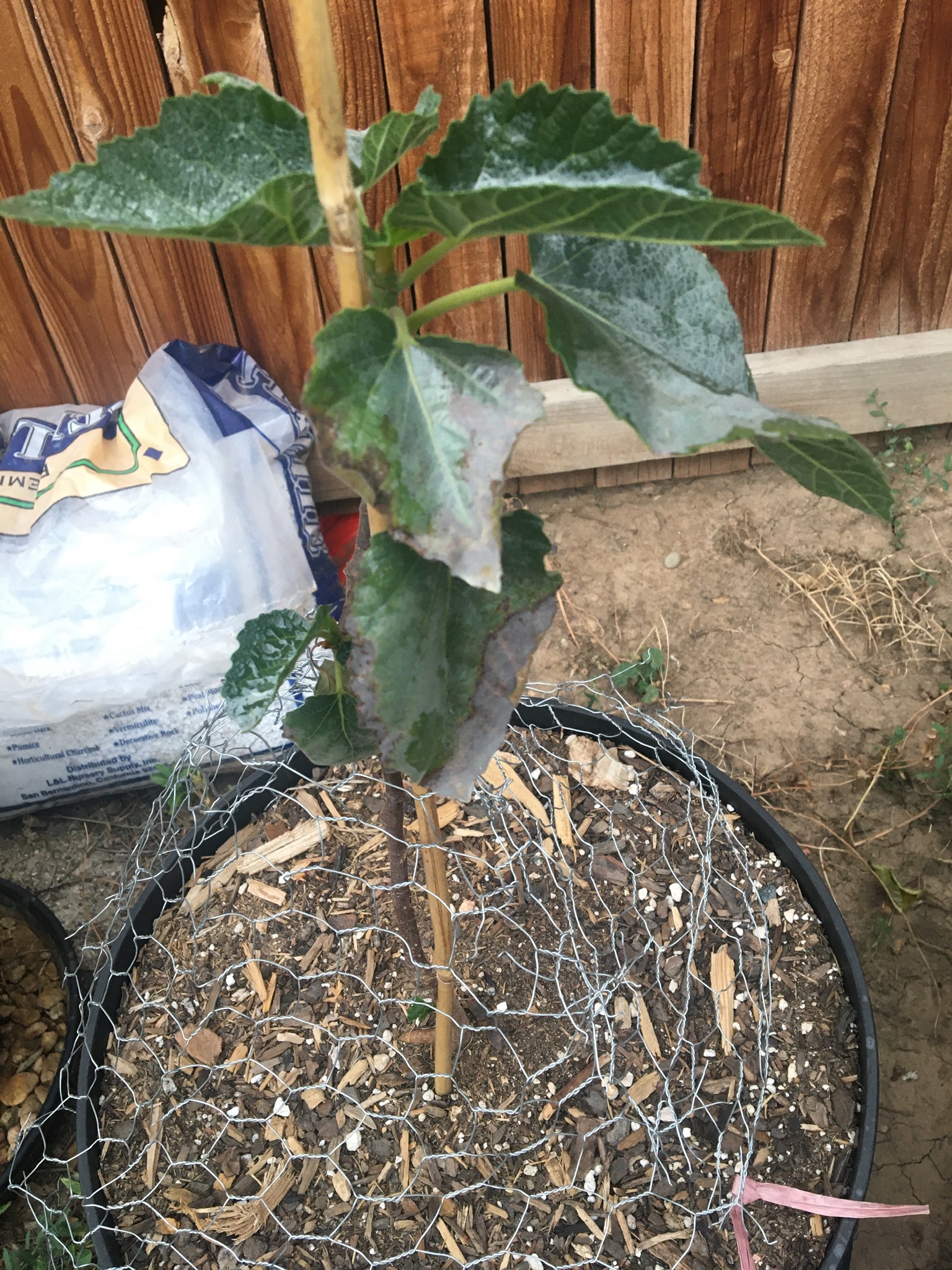 What is causing the leaves of my Violette de Bordeaux Fig to turn dark ...