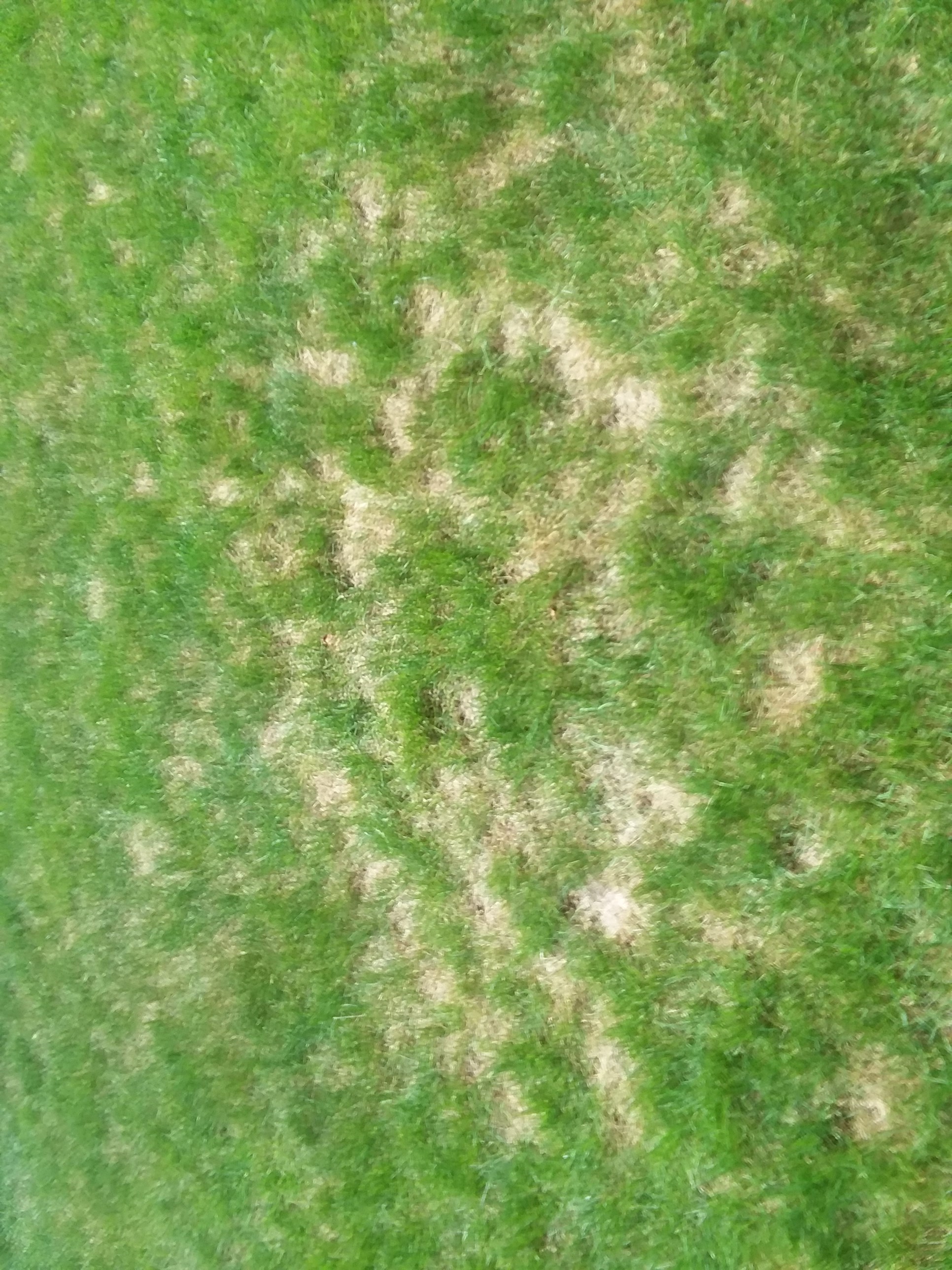 dead-spots-in-lawn-807915-ask-extension