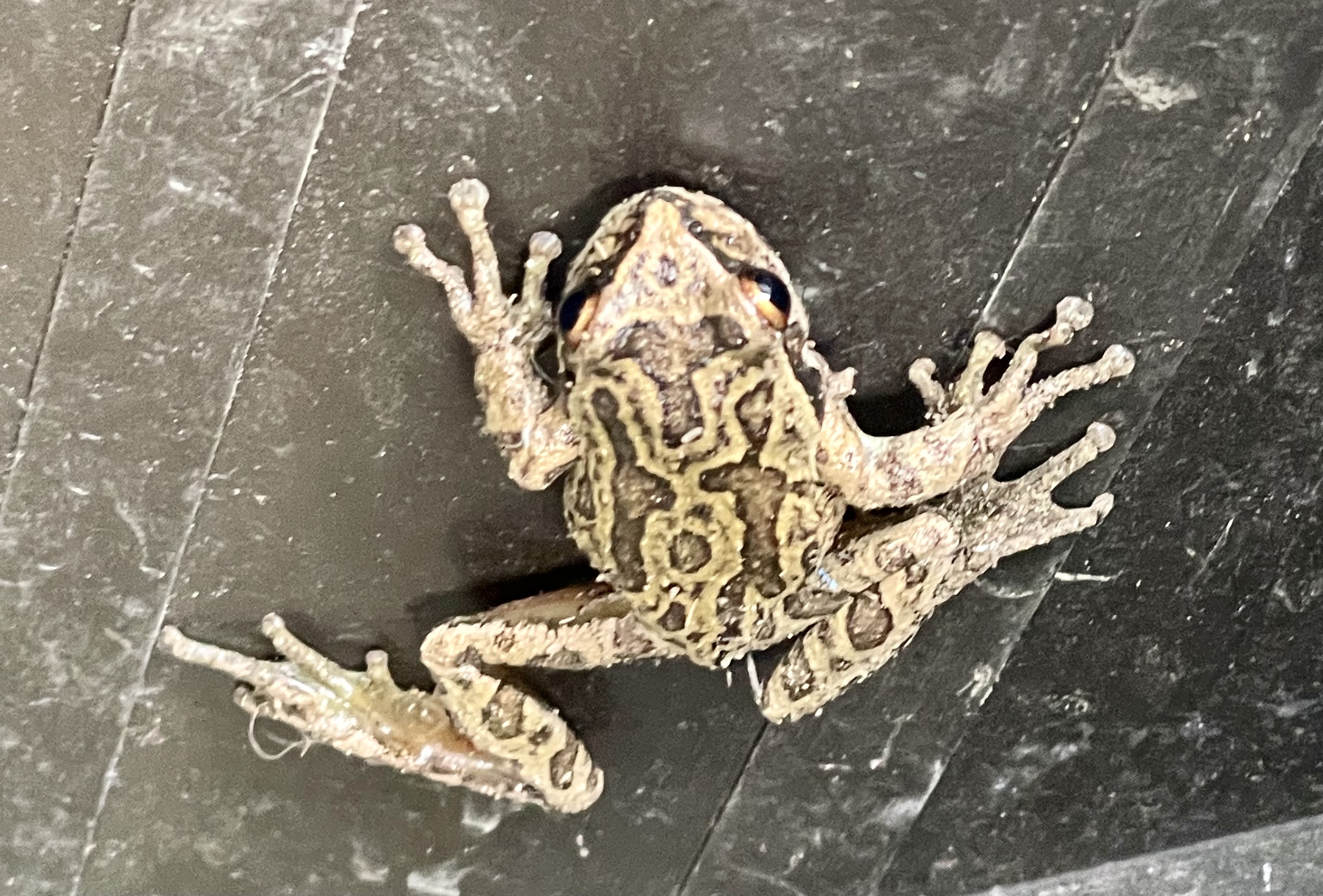 Is this a Northern Pacific Tree Frog? #808831 - Ask Extension