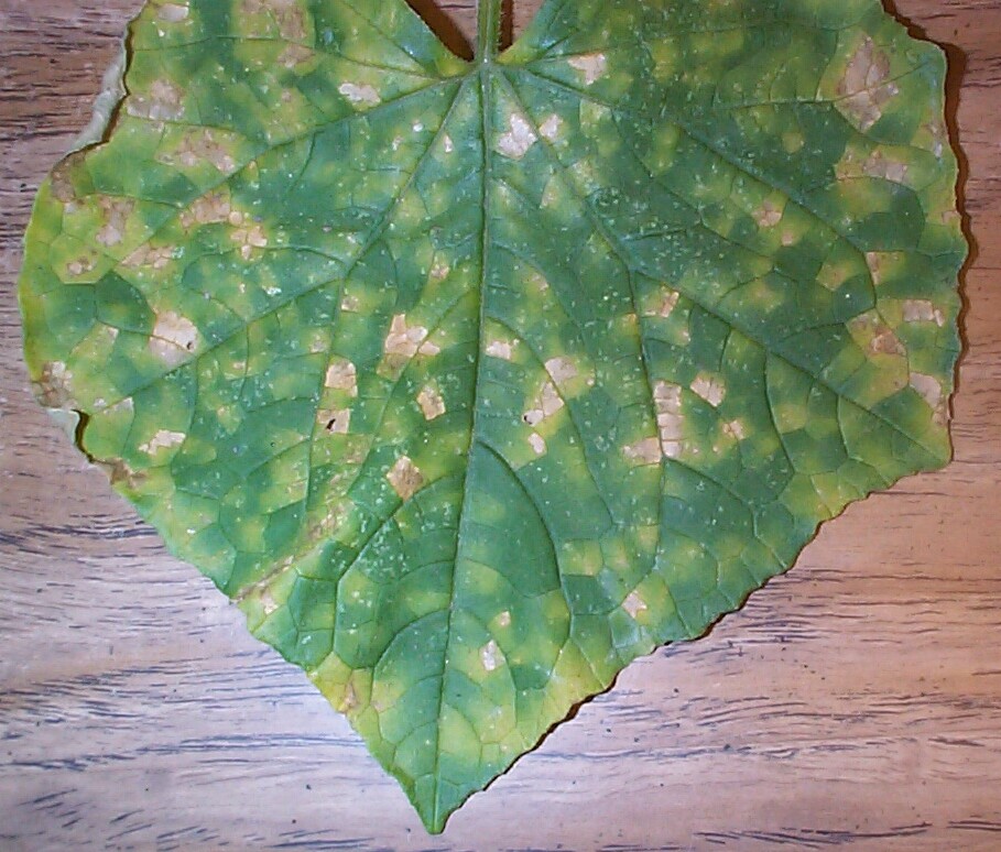 brown-spots-on-cucumber-leaves-809189-ask-extension