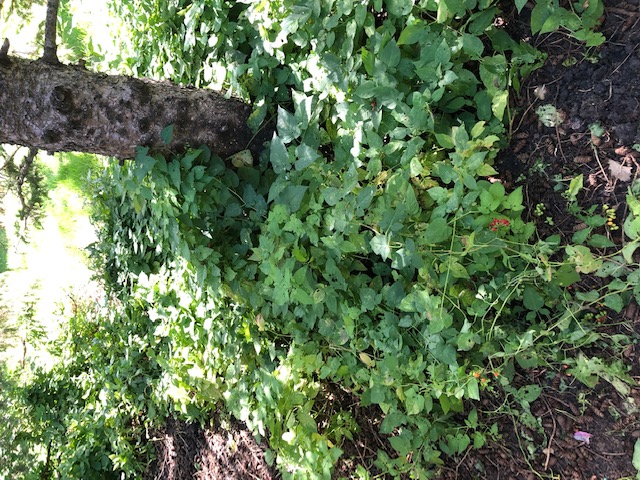 Invasive Plant or noxious weed? #809093 - Ask Extension