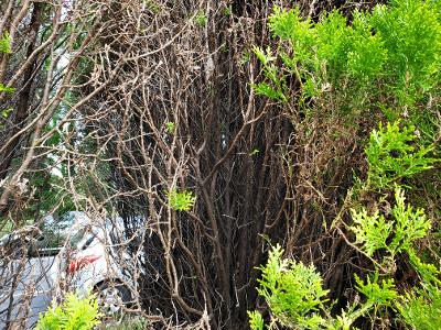 What is infecting and destroying my evergreen hedge? #809480 - Ask ...