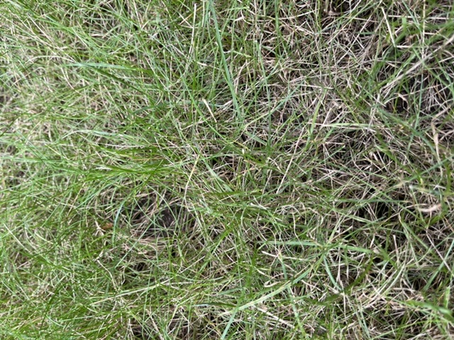 Irrigated Lawn Turning Brown In August #808414 - Ask Extension