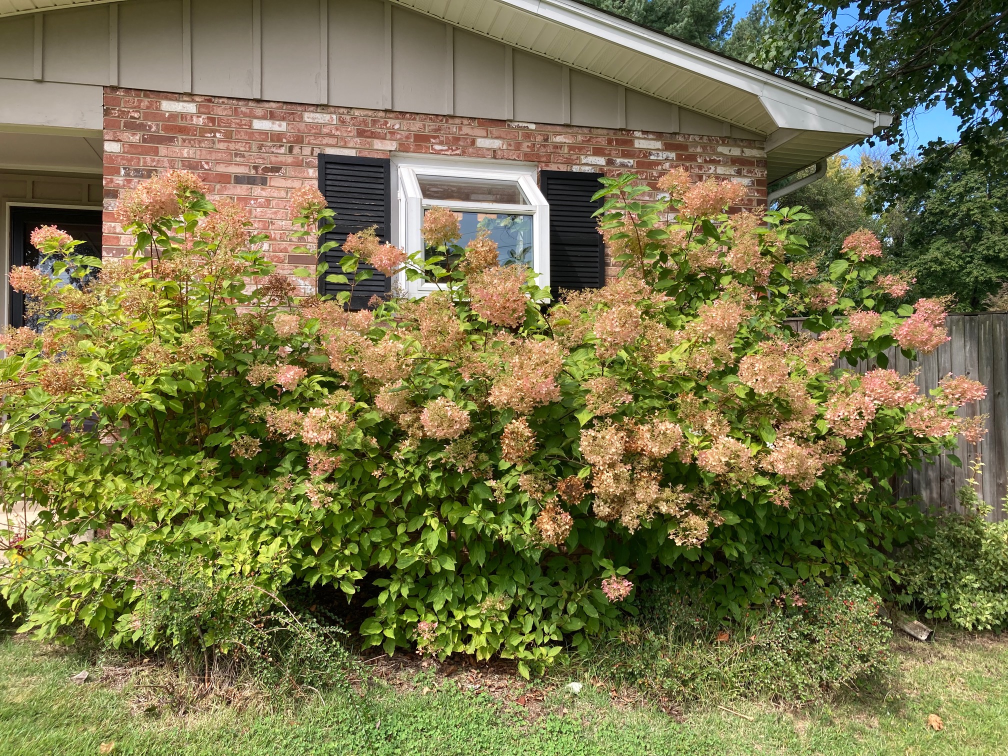 hydrangea-bush-812212-ask-extension