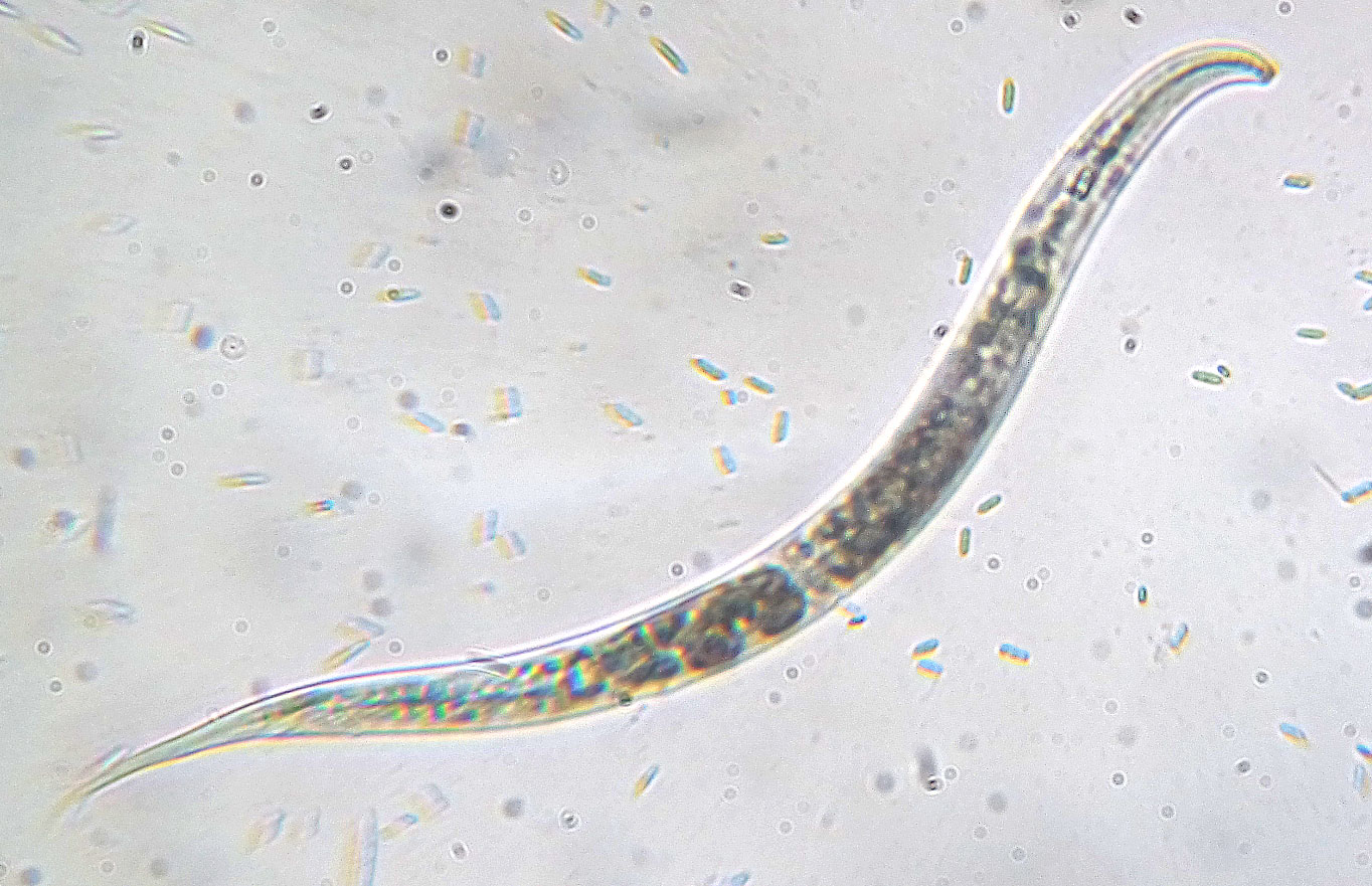 Plant pathogenic nematode identification #812867 - Ask Extension