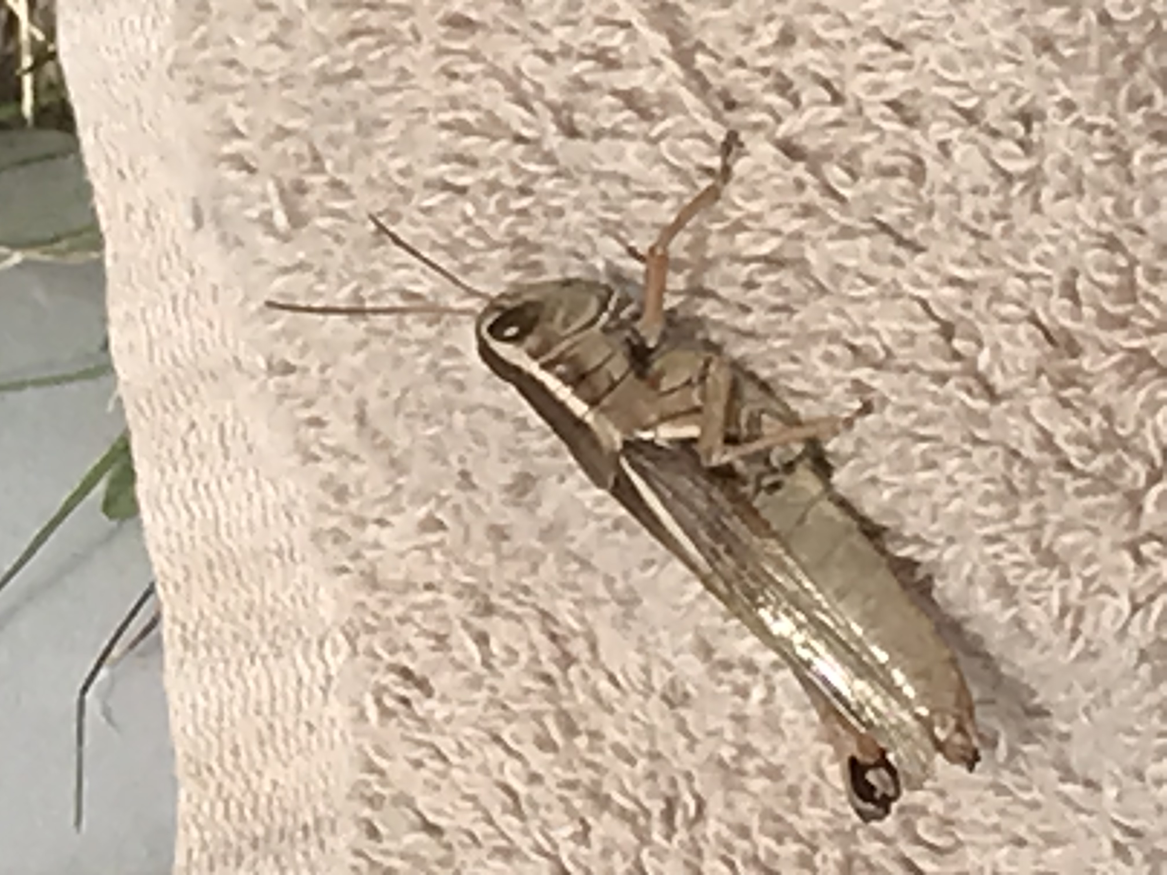 What is it (insect) - Ask Extension