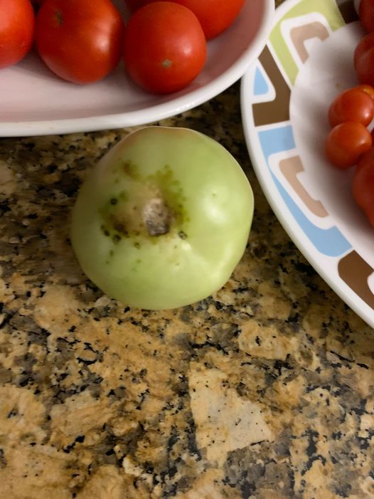 Spotting On Bottom Of Tomato Fruit Ask Extension 1248