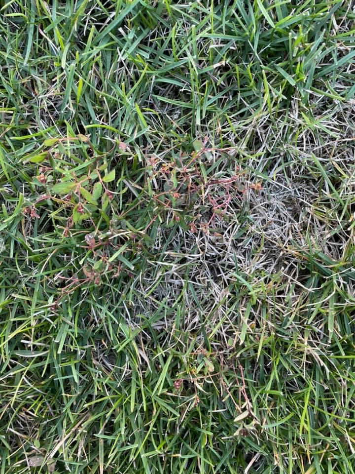 Creeping lawn weed - Ask Extension