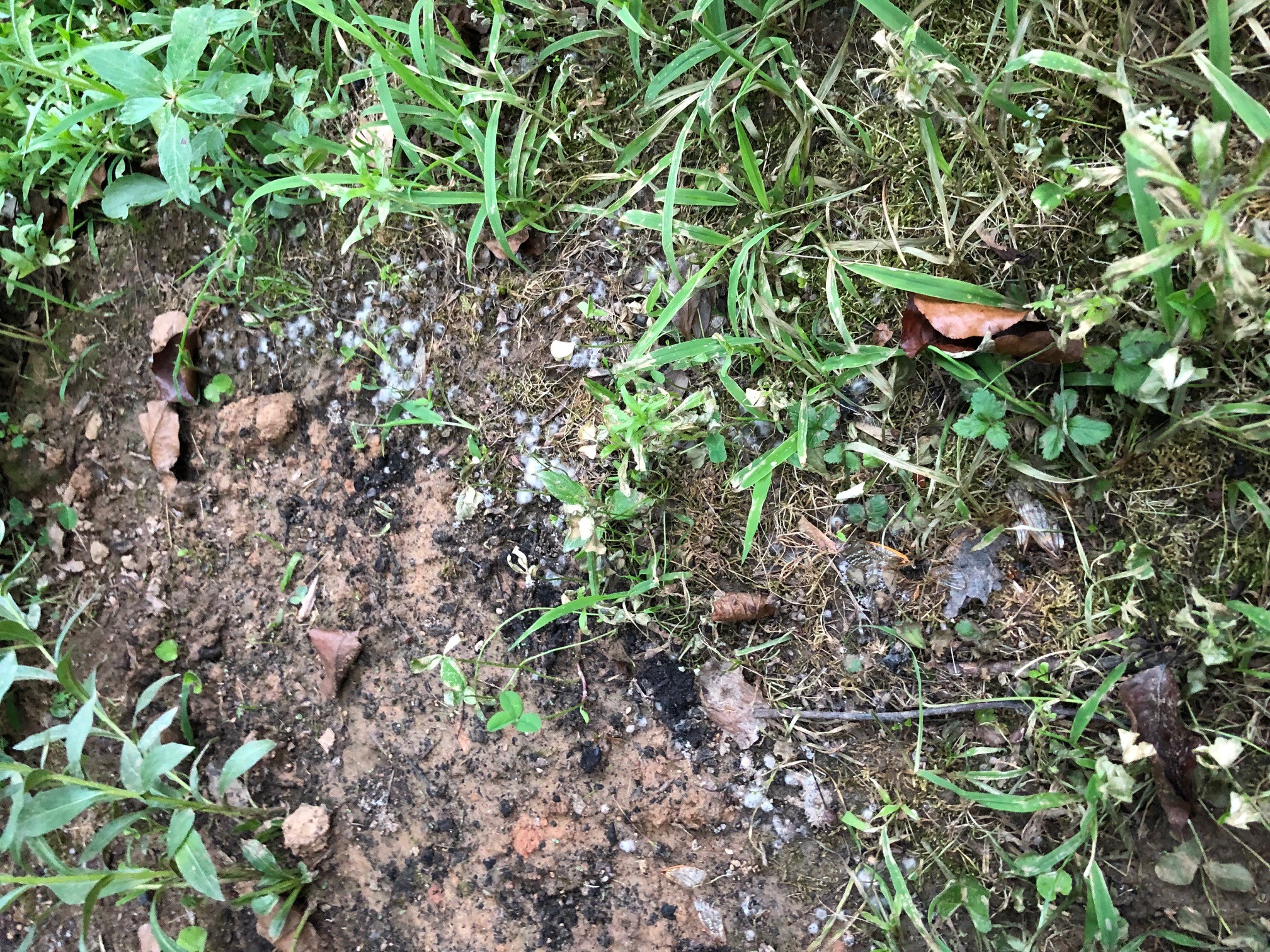 Possible mold in soil - Ask Extension