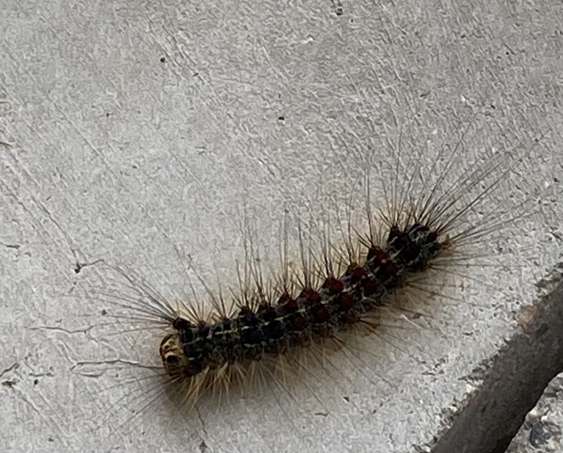 Gypsy moth invasion - Ask Extension