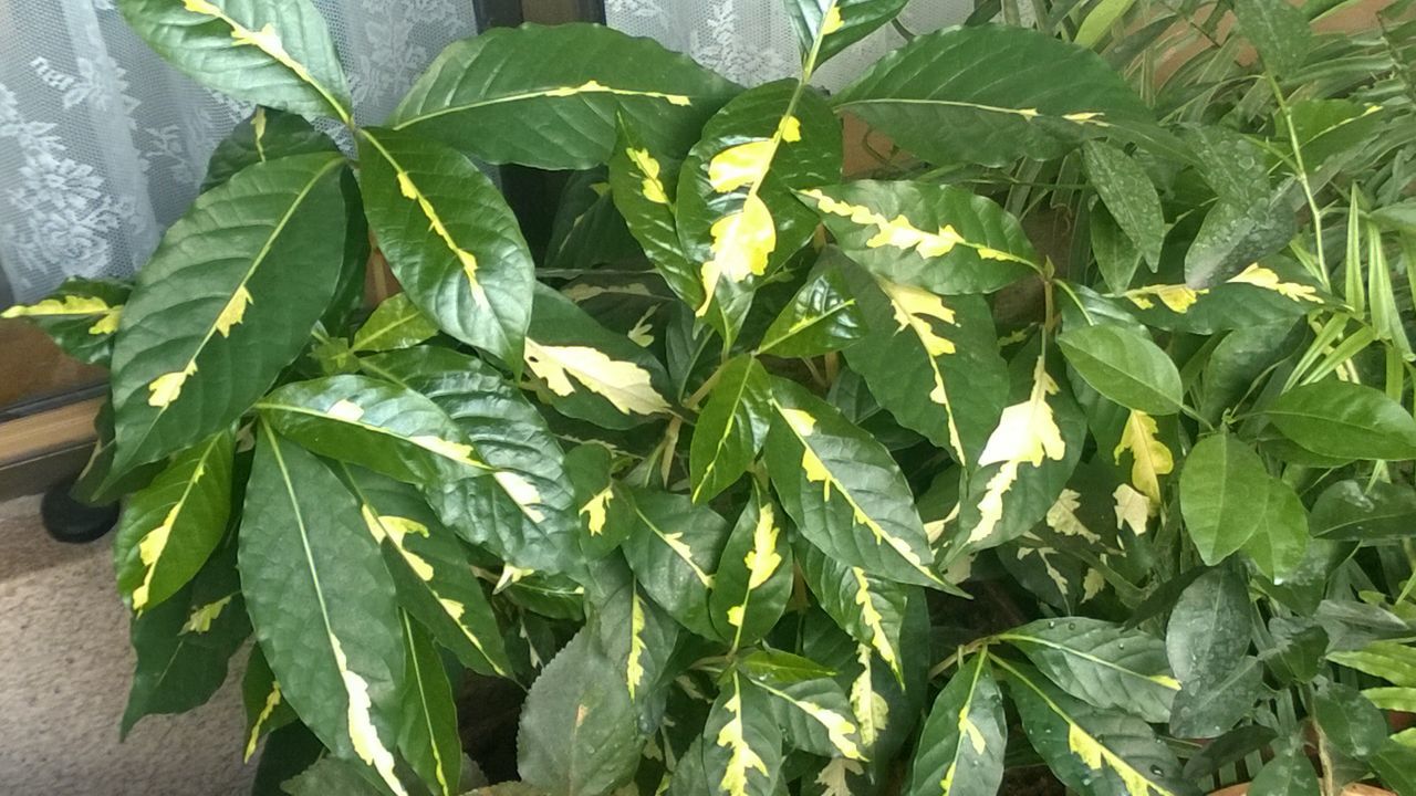 variegated leaf meaning