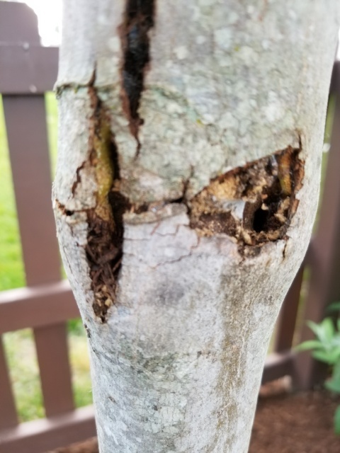 October Glory Maple Split Bark on Trunk - Ask Extension