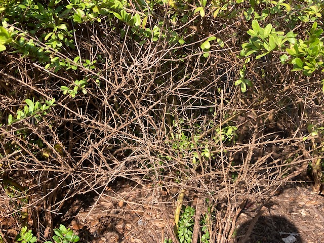 Boxwoods dying - Ask Extension