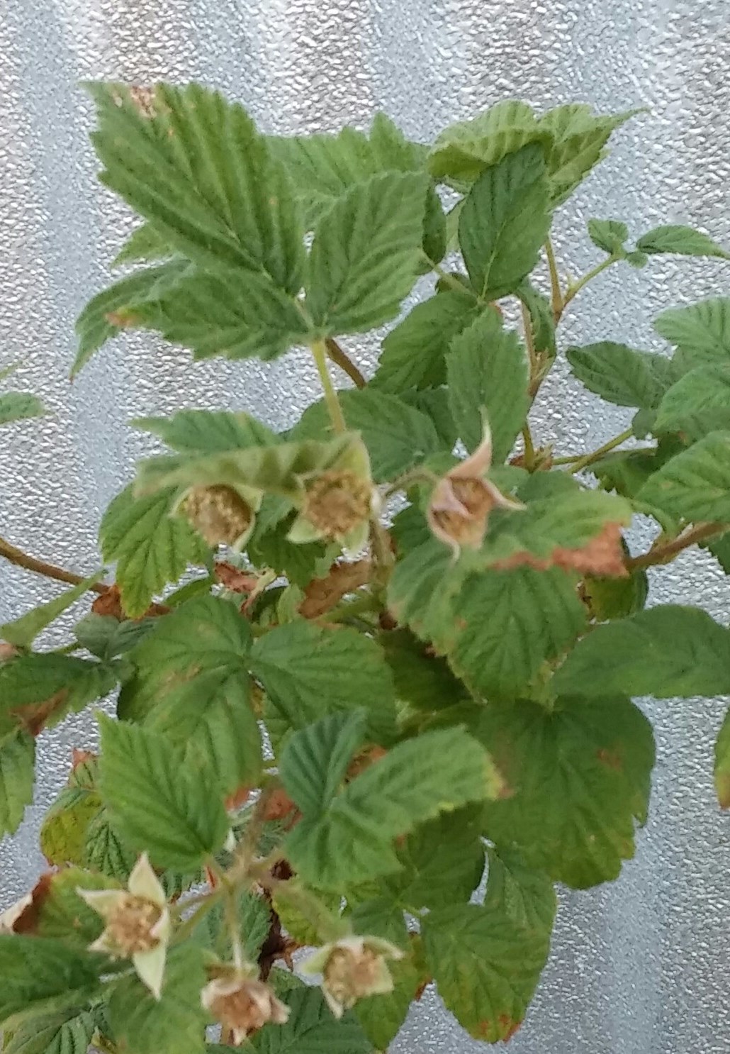 Raspberries won't flower Ask Extension