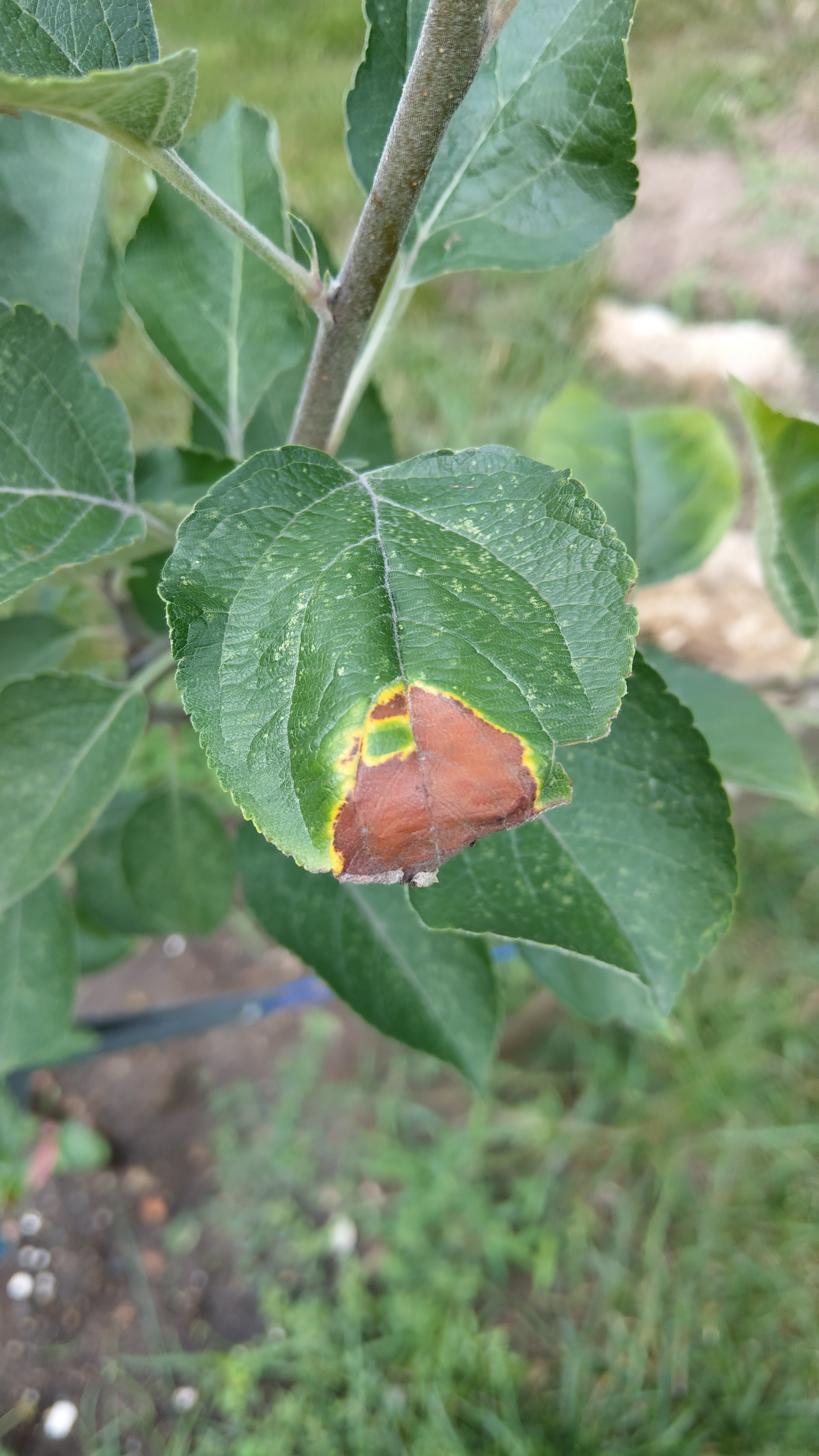 Leaves turning brown on Zestar apple tree - Ask Extension