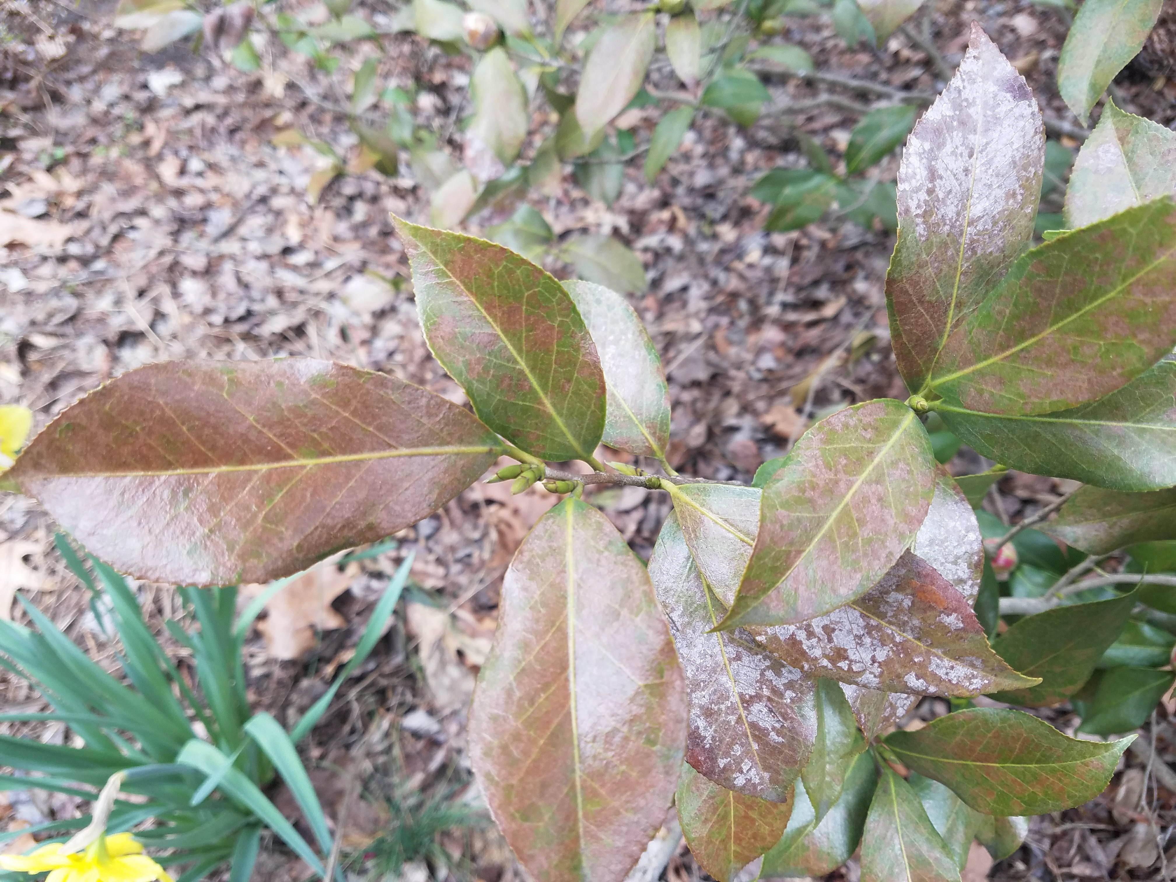 Old camellia dying - Ask Extension