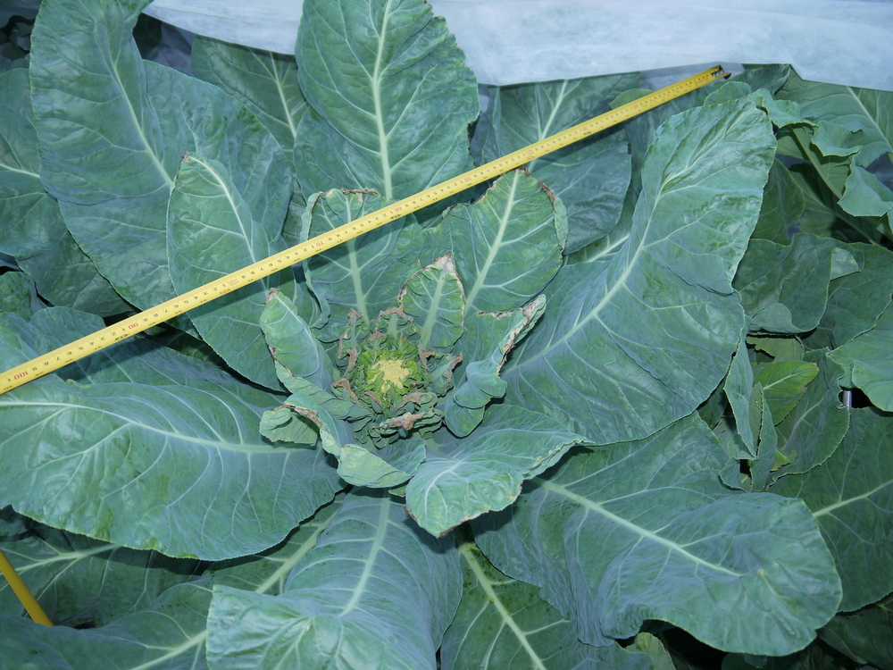 large-cauliflower-plant-with-minuscule-head-ask-extension