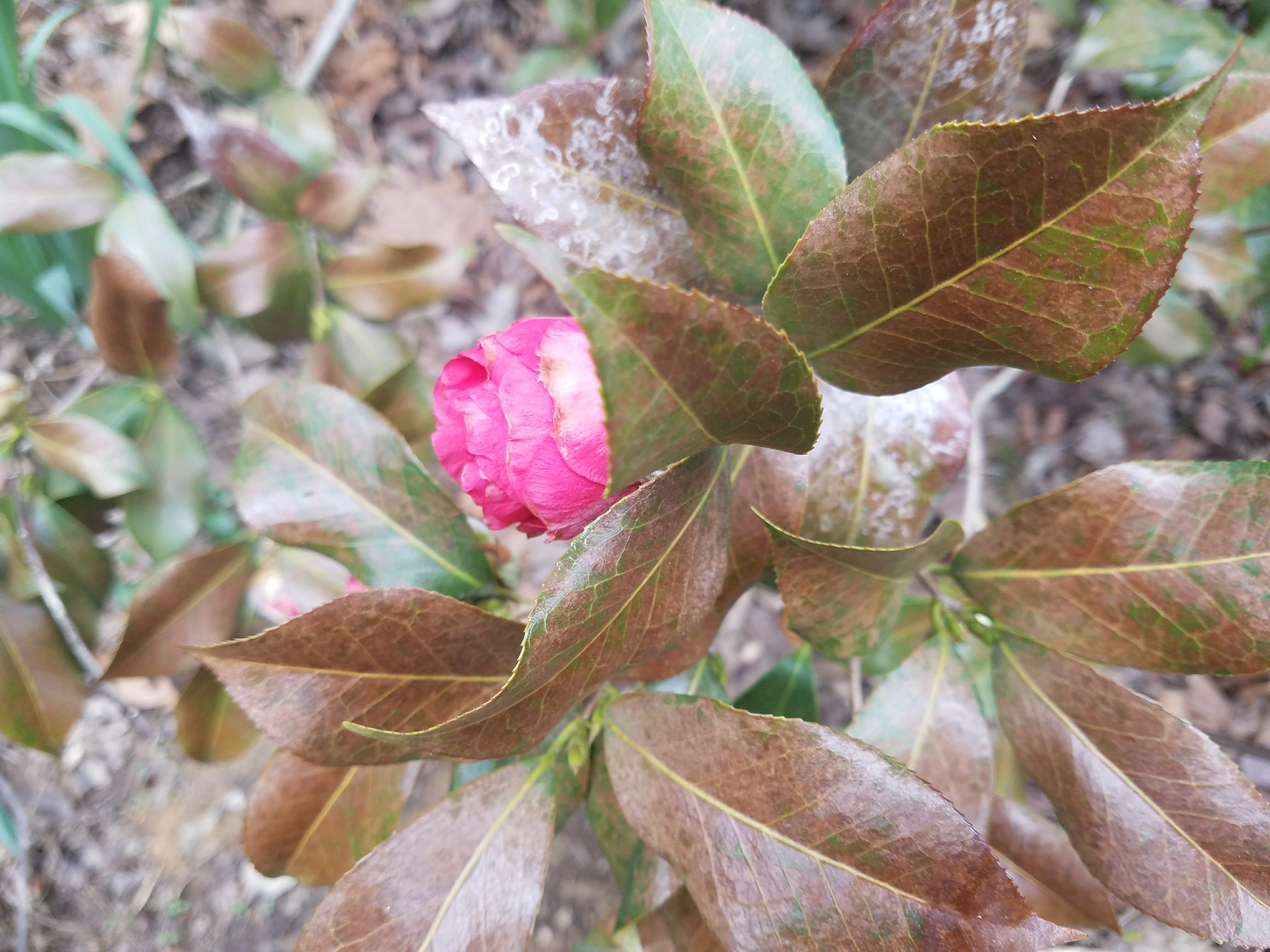 Old camellia dying - Ask Extension